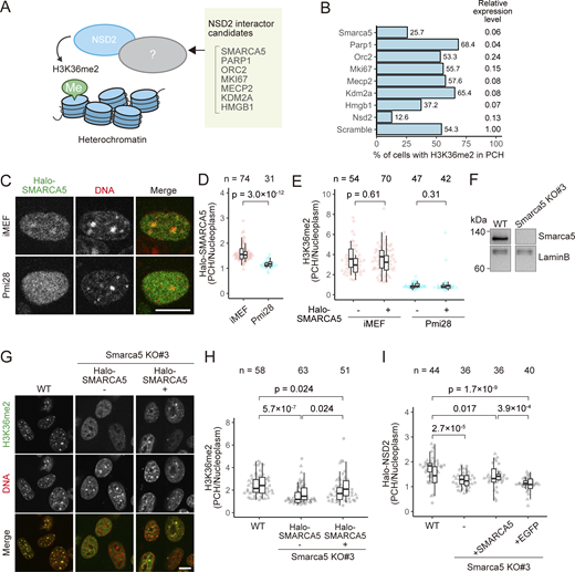 SMARCA5 modulates NSD2 localization and H3K36me2 levels in PCH. (A) Candidates of NSD2-interacting proteins that mediate heterochromatic H3K36me2. Among the NSD2-interacting factors previously identified (Huang et al., 2019), some are known to be enriched in PCH. (B) Percentages of cells clearly showing PCH H3K36me2 when the indicated proteins are depleted by shRNA-mediated knockdown. The knockdown efficiencies are indicated on the right as relative expression levels to the control (Scramble) shRNA, measured by RT-qPCR. (C–E) Localization of Halo-SMARCA5 and H3K36me2. iMEFs and Pmi28 cells, transfected with the Halo-SMARCA5 expression vector, were incubated in JF646 HaloTag ligand and Hoechst 33342. After live imaging, cells were fixed and stained with anti-H3K36me2. (C) Single optical sections for Halo-SMARCA5 (green) and Hoechst 33342 (red) in living cells. Contrast was adjusted individually to compare the localization patterns. (D and E) PCH-to-nucleus intensity ratios of Halo-SMARCA5 in live cells (D) and H3K36me2 by immunofluorescence (E). (F–I) Effects of SMARCA5 KO on the localization of H3K36me2 and NSD2. (F) SMARCA5 protein levels evaluated by western blotting in WT and SMARCA5 KO#3 iMEFs. Lamin B served as a loading control. The positions of size standards are indicated on the left. (G and H) Immunofluorescence of H3K36me2 and quantification. (G) WT and SMARCA5 KO#3 without and with Halo-SMARCA5 were stained with anti-H3K36me2 (green) and Hoechst 33342 (red). Single optical section images are shown with individual contrast adjustments to compare the localization patterns. (H) PCH-to-nucleus intensity ratios of H3K36me2. (I) Intensity ratios of Halo-NSD2 in WT and SMARCA5 KO#3 cells without and with SMARCA5-sfGFP or EGFP. See Fig. 1 legend for the details of box plots. Scale bars, 10 μm. Source data are available for this figure: SourceData F3. Refer to the image caption for details.