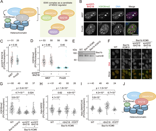 BAZ1B regulates the PCH localization of SMARCA5 and NSD2. (A) Candidates of ISWI complexes that bind to chromatin and recruit NSD2 to PCH. (B–D) Localization of emGFP-BAZ1B and H3K36me2. iMEFs and Pmi28 cells transfected with emGFP-BAZ1B expression vector were stained with Hoechst 33342 for live-cell imaging. For immunofluorescence, cells were fixed and stained with anti-H3K36me2. (B) Examples of single optical sections for emGFP-BAZ1B (red), H3K36me2 (green), and Hoechst 33342 (blue). Contrast was adjusted individually to compare the localization patterns. (C and D) PCH-to-nucleus intensity ratios of emGFP-BAZ1B in living cells (C) and H3K36me2 by immunofluorescence (D). (E–I) Effects of BAZ1B KO on the localization of H3K36me2, NSD2, and SMARCA5. (E) BAZ1B protein levels evaluated by western blotting in WT and BAZ1B KO#9 and KO#10 iMEFs. Lamin B served as a loading control. The positions of size standards are indicated on the left. (F and G) Immunofluorescence of H3K36me2 and quantification. (F) WT, BAZ1B KO#10, and KO#9 without and with emGFP-BAZ1B were stained with anti-H3K36me2 (green) and Hoechst 33342 (red). Single optical section images are shown with individual contrast adjustments to compare the localization patterns. (G) PCH-to-nucleus intensity ratios of H3K36me2. (H and I) Intensity ratios of Halo-NSD2 (H) and Halo-SMARCA5 (I) in WT and BAZ1B KO#9 cells without and with emGFP-BAZ1B or EGFP. See Fig. 1 legend for the details of box plots. (J) Schematic drawing of NSD2 recruitment to PCH through the BAZ1B-SMARCA5 complex (WICH). Scale bars, 10 μm. Source data are available for this figure: SourceData F4. Refer to the image caption for details.