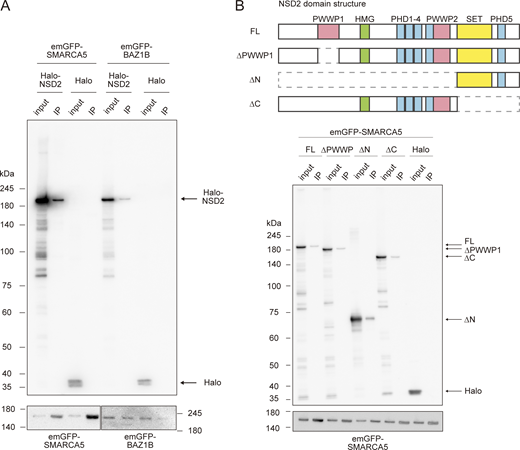 NSD2 interacts with SMARCA5 and BAZ1B. (A) Halo-NSD2 or HaloTag alone (Halo) and emGFP-SMARCA5 or emGFP-BAZ1B were co-expressed in HEK293T cells and emGFP-tagged proteins were isolated using anti-GFP nanobody magnetic beads. Cell lysates (input) and 10× concentrated immunoprecipitated materials (IP) were separated on a 7.5% SDS-polyacrylamide gel, transferred to a membrane, and probed with antibodies specific for HaloTag (top) and GFP (bottom). (B) The interaction between Halo-NSD2 mutants and emGFP-SMARCA5 was analyzed by co-IP and immunoblotting as in A. Schematic drawing of NSD2 domains and mutants is shown on top. The positions of size standards and Halo-proteins are indicated. Source data are available for this figure: SourceData F5. Refer to the image caption for details.