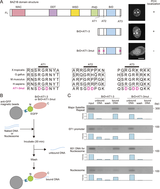 BAZ1B binds to AT-rich DNA through its AT-hook-like motifs. (A) BAZ1B domain that targets PCH. Schematic drawing of the full-length (FL), truncated BAZ1B consisting of bromodomain (BrD) and three AT-hook-like motifs (BrD+AT1-3), and those motifs’ mutant (BrD+AT1-3mut) is shown, with their representative live-cell images on the right. Contrast was adjusted individually to compare the localization patterns. Amino acid sequence alignments of BAZ1B AT-hook-like motifs in different species and the substituted amino acids in AT1-3mut are shown. (B and C) DNA-binding assay. (B) Experimental design. EGFP-tagged BAZ1B BrD+AT1-3 or BrD+AT1-3mut were expressed in HEK293T cells and purified using anti-GFP nanobody magnetic beads. After incubating BAZ1B domain-bound anti-GFP beads with naked DNA or nucleosomes for 30 min in 20 mM Tris-HCl (pH 7.5) buffer, unbound DNA/nucleosomes were collected. After washing in 20 mM Tris-HCl (pH 7.5) buffer containing 50 mM NaCl, bound-DNA/nucleosomes were eluted using 20 mM Tris-HCl (pH 7.5) containing 350 mM NaCl. (C) Detection of DNA in different fractions by agarose-gel electrophoresis. Relative band intensities are shown below the gels. The positions of size standards are indicated on the right. Scale bar, 10 μm. Source data are available for this figure: SourceData F6. Refer to the image caption for details.