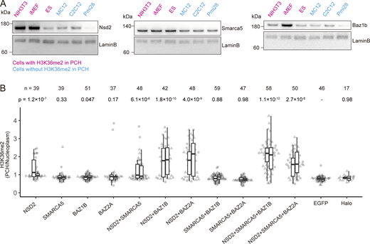 Cooperative high expression of NSD2, SMARCA5, and BAZ1B promotes PCH localization of H3K36me2. (A) Relative protein levels of NSD2, SMARCA5, and BAZ1B in mouse cell lines evaluated by western blotting. Lamin B was detected as a loading control. The positions of size standards are indicated on the left. (B) PCH-to-nucleus intensity ratio of H3K36me2. Pmi28 cells were transfected with the expression vectors of indicated proteins, fixed, and stained with anti-H3K36me2, JF646 HaloTag ligand, and Hoechst 33342. When expressing three proteins, an equal amount of each expression vector was mixed. When expressing one or two proteins, the same amount of each vector was used as was the case of triple expression, and the total DNA amount was adjusted using the EGFP- or HaloTag-expression vector. See Fig. 1 legend for the details of box plots. Note that P values were calculated using the Mann–Whitney U test and Hommel correction with the EGFP control. Source data are available for this figure: SourceData F7. Refer to the image caption for details.