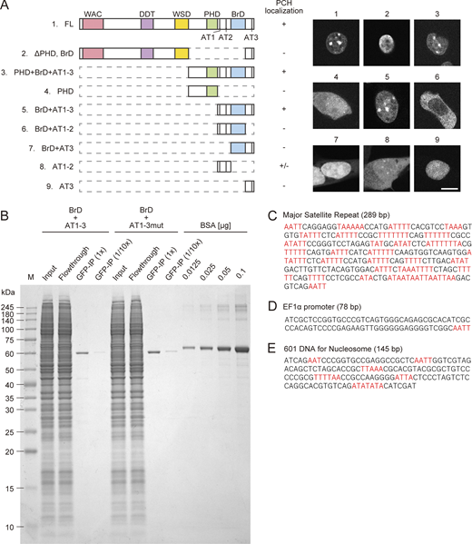 BAZ1B domain targeting PCH. (A) Schematic drawing of various truncated BAZ1B and their localizations. Images of BAZ1B-FL and BrD+AT1-3 are reproductions of those in Fig. 6 A. Contrast was adjusted individually to compare the localization patterns. (B) Expression and purification of EGFP-tagged BAZ1B BrD+AT1-3 and BrD+AT1-3mut were evaluated by SDS-polyacrylamide gel electrophoresis and Coomassie Brilliant Blue staining. HEK293T cells transfected with the expression vectors were lysed and the supernatant (input) was incubated with GFP Trap anti-GFP nanobody magnetic beads at 4°C overnight. After removing the unbound fraction (Flowthrough), beads were washed, and aliquots were mixed with SDS-gel loading buffer (GFP-IP). Serial dilution series of BSA were loaded to estimate the amounts of recovered protein bound to beads. (C–E) Nucleotide sequences of DNA used for binding assay. (C) Major satellite repeats. (D) EF1α promoter. (E) 601 DNA. Sequences with more than three consecutive AT-bases are highlighted in red. Scale bar, 10 μm. Source data are available for this figure: SourceData FS3. Refer to the image caption for details.