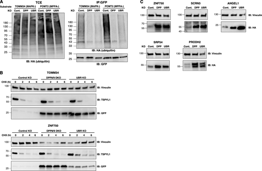 DPP8/9 and UBR E3s mediate the ubiquitination and degradation of P+3 substrates. (A) Immunoblot of HA-ubiquitin conjugates and peptide-GFP fusions in total cell extract (TCE) or GFP immunoprecipitates (IP:GFP) using anti-HA or -GFP antibodies, respectively. Cont.: control KO (sgRNA targeting AAVS1). (B) Western blot analysis of cycloheximide (CHX) chase assay to monitor the turnover of the indicated N24mer GFP-fusions in DPP8/9, UBR, or control KO cells. Immunoblot with anti-GFP antibody was used to detect the peptide-GFP fusions. Endogenous TSPYL1 is a short-lived protein used as a positive control for CHX assay. Vinculin serves as a loading control. h: hours. (C) Immunoblot of the indicated C-terminal HA-tagged full-length proteins using anti-HA antibody. Vinculin serves as a loading control. Source data are available for this figure: SourceData F5. Refer to the image caption for details.