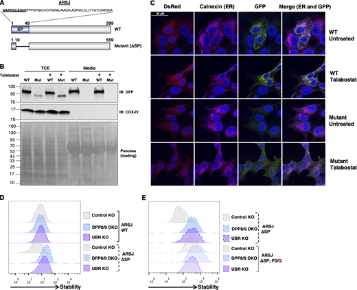 DPP-UBR axis mediates degradation of mislocalized secretory protein ARSJ. (A) Scheme of full-length ARSJ WT and mutant variant. The amino acid sequence is shown for signal peptide (SP). The mutant ARSJ contains the first 10 residues of the SP (underlined) to maintain the N-degron activity, while residues 11–49 were deleted to promote mislocalization (“ΔSP”). (B) WT or mutant (Mut) ARSJ-GFP were expressed in cells. Immunoblot was used to measure ARSJ-GFP level in media and total cell extract (TCE) using GFP antibody. COX-IV serves as a non-secreted control protein. Ponceau is used to show equal loading of media. (C) Representative confocal images of WT or mutated ARSJ-GFP in the context of the GPS construct in cells treated with Talabostat for 6 h. Scale bar = 25 μM. Green, GFP-fusion; red, DsRed uniformly expressed; magenta, ER localization (Calnexin); and blue, nucleus (DAPI). (D and E) Stability analysis of ARSJ-GFP, WT versus ΔSP mutant (D), or ΔSP versus ΔSP mutant with P+3 substitution (E) expressed in DPP8/9, UBR or control KO cells. Source data are available for this figure: SourceData F6.