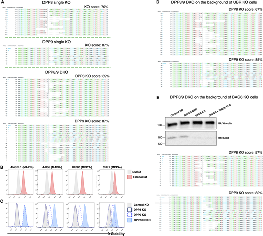 Knock out efficiency across various genetic backgrounds. (A) KO score calculated by ICE CRISPR analysis tool of DPP8 and DPP9 in single or double KO cells is indicated. (B and C) DPP8/9 regulates P+3–bearing substrates’ stability. Stability analysis of the indicated N24mer-GFP fusions in cells treated with Talabostat for 6 h (B) or expressed in the indicated genetic backgrounds (C). (D) KO score of DPP8 and DPP9 on the background of UBR KO clonal cells. (E) BAG6 protein levels analyzed by immunoblot with a BAG6 antibody in the various genetic backgrounds confirmed efficient BAG6 KO (top). KO score of DPP8/9 in the triple KO of BAG6 + DPP8/9 cells (bottom). Source data are available for this figure: SourceData FS4. Refer to the image caption for details.