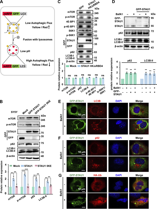 Overexpressed STAU1 causes defects in autophagosome–lysosome fusion and lysosome function. (A) Model of mRFP-GFP-LC3 tandem fluorescent protein quenching assay. mRFP-GFP-LC3 emits both green and red fluorescence signals when the protein localizes to autophagosomes, showing yellow signals in merged images. Upon fusion with lysosomes, GFP fluorescence is quenched due to the low pH of lysosomes, whereas mRFP fluorescence is stable, and the puncta becomes GFP-negative/mRFP-positive (red). (B) Upper: Representative Western blotting images of mTOR, p-mTOR, p62, and LC3B-II levels in SH-SY5Y cells expressing PEGFP-C3, GFP-STAU1 WT, or 5KE. Lower: Statistic graph of quantified fold changes. Levels of mTOR and other autophagy-related proteins are normalized to β-actin. Experiments were performed more than three times independently with similar results. (C) Upper: Representative WB images of mTOR, p-mTOR, p62, 4EBP1, p-4EBP1, S6K1, p-S6K1, and LC3B-II levels in COS7 cells exogenously expressing control PEGFP-C3 or GFP-STAU1 HKΔRBD4. Lower: Statistic graph of quantified fold changes. (D) Upper: Representative immunoblotting images measuring the expression levels of endogenous STAU1 and autophagy markers in COS7 cells and COS7 cells transfected with GFP-STAU1 with or without BafA1 treatment (100 nM). Lower: Statistic graph of quantified fold changes. The density of each band was normalized by β-actin. (E–G) COS7 cells transiently transfected with 0.8 μg GFP-STAU1 (E and F) or together with HA-Ub (G) with or without treatment of the autophagy inhibitor BafA1 (100 nM for 6 h) were stained with anti-LC3B (E), anti-p62 (F), or anti-HA (G). Scale bar: 10 μm. All specimens’ statistics in this figure represent the results from three independent batches of experiments are presented as mean ± SD; ns, not significant, *P < 0.05, **P < 0.01, ***P < 0.001 using one-way ANOVA with Tukey’s multiple comparison test. Source data are available for this figure: SourceData FS3. Refer to the image caption for details.