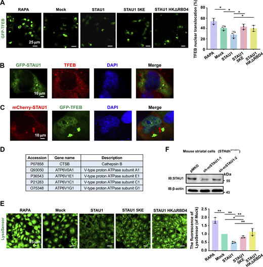 STAU1 overexpression impairs TFEB translocation and lysosome acidification. (A) Left: Representative images showing the distribution of TFEB in COS7 cells coexpressing GFP-TFEB with mCherry-vector, mCherry-STAU1 WT, 5KE mutant, or HKΔRBD4 mutant. Untransfected cells were treated with 100 nM rapamycin. Right: Quantification of the number of cells with nuclear TFEB localization. Scale bar, 25 μm. Data were collected from three independent experimental cell culture batches, with >300 cells counted for each batch. (B) COS7 cells were transiently transfected with GFP-STAU1 and stained with anti-TFEB (red). (C) mCherry-STAU1 and GFP-TFEB were co-transfected into COS7 cells. Scale bar: 10 μm. (D) List of downregulated TFEB downstream targets identified by mass spectrometry analysis (fold change ∼0.6). (E) Representative images and quantification of LysoSensor Green DND-189 staining in COS7 cells transfected with PEGFP-C3, GFP-STAU1 WT, 5KE, and HKΔRBD4. Scale bar, 25 μm. Data were collected from three independent experimental cell culture batches, with >300 cells quantified for each batch. (F) Representative Western blotting images of STAU1 levels in STHdhQ111/Q111 cells transduced with mSTAU1 shRNAs (sh-mSTAU1-1 and sh-mSTAU1-2) or pMKO vector lentiviruses. STAU1 expression level was dramatically decreased in sh-mSTAU1-1 depleted cells. All statistic data are presented as mean ± SD; *P < 0.05, **P < 0.01 using one-way ANOVA with Tukey’s multiple comparison test (not significant difference was not marked). Source data are available for this figure: SourceData FS4. Refer to the image caption for details.