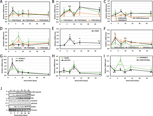Two-phase differential expression of proteasome genes in atrophying mouse muscle in vivo. (A–I) Time course of induction of selected proteasome and chaperone genes and UPS components was determined by RT-PCR analysis of mRNA preparations from TA muscles at 3, 7, 10, 14, and 28 days after denervation. Means ± SEM are presented as a ratio to innervated muscles. N = 7 mice per time point. *, P < 0.05; **P < 0.001 versus innervated by one-tailed unpaired Student’s t test. (J) Increased protein levels were confirmed for representative genes by analysis of soluble fractions from innervated and denervated muscles by SDS-PAGE and immunoblotting. Source data are available for this figure: SourceData F2.
