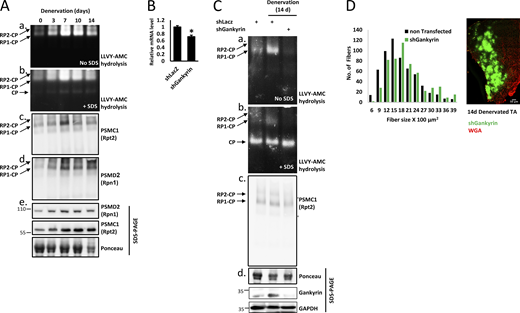 Increased proteasome assembly is a delayed response to muscle denervation. (A) Innervated and denervated muscle homogenates were analyzed by native polyacrylamide gel electrophoresis and in-gel LLVY-AMC (β5 proteasome substrate) hydrolysis. The native gel was then photographed and visualized under UV light to detect the activities of proteasome holoenzyme complexes (RP2-CP, RP1-CP); 20S activity was detected by the addition of SDS (panel b). The native gel was then subjected to immunoblotting for PSMC1(Rpt2) and PSMD2 (Rpn1) in native (panels c and d) and denaturing (panel e) gels. (B) shGankyrin downregulates gankyrin in NIH-3T3 cells. mRNA preparations from cells transfected with shLacz control or shGankyrin were analyzed by RT-PCR and specific primers to gankyrin. Means ± SEM are presented as a ratio to shLacz. N = 3 wells of cells per shRNA. *, P < 0.05 versus shLacz by one-tailed paired Student’s t test. (C) Gankyrin is required for proteasome assembly in atrophying mouse muscles. Innervated and denervated TA muscles expressing shGankyrin or scrambled shLacz (control) were analyzed by native gel and in-gel LLVY-AMC hydrolysis assay. (D) Downregulation of gankyrin in denervated muscles attenuates fiber atrophy. Measurements of cross-sectional areas of 590 fibers expressing shGankyrin (green fibers, also express GFP) and adjacent 590 non-transfected fibers. N = 5 mice. Statistics in Table 1. A representative image of electroporated muscle is shown. Fiber membrane staining (red) using wheat germ agglutinin (WGA). Scale bar: 50 μm. Source data are available for this figure: SourceData F3. Refer to the image caption for details.