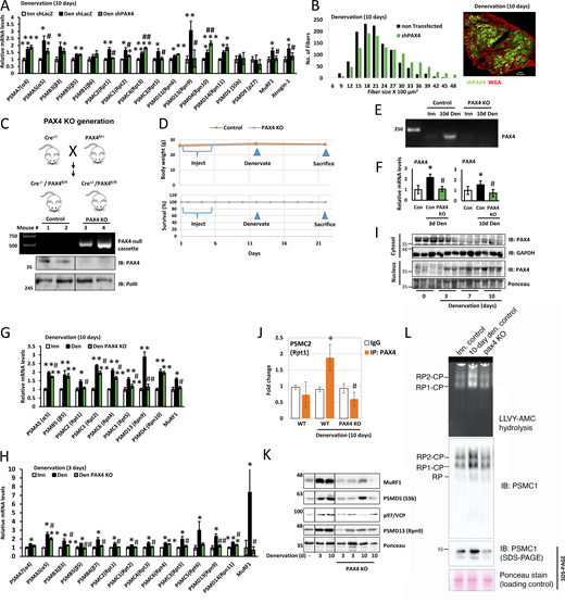 PAX4 induces proteasome genes in vivo. (A) Proteasome gene expression was measured by RT-PCR analysis of mRNA preparations from innervated and 10-day denervated muscles expressing shPAX4 or shLacz control. Means ± SEM are presented as a ratio to innervated. N = 5 mice per condition. *, P < 0.05, **, P < 0.005, ***, P < 0.0005 versus innervated shLacz; #, P < 0.05 and ##, P < 0.005 versus denervated shLacz by one-tailed unpaired Student’s t test. (B) PAX4 downregulation with shPAX4 reduces fiber atrophy on denervation. Measurement of cross-sectional areas of 1,178 fibers from 10-day denervated fibers expressing shPAX4 (green fibers, also express GFP) vs. 1,178 adjacent non-transfected fibers. N = 3 mice. Statistics in Table 1. Right: representative image of transfected muscle. Fiber membrane staining (red) using WGA. Scale bar: 50 μm. (C) Top: Strategy for generating PAX4 conditional KO mice. Middle: DNA was isolated from tail snippings and analyzed by PCR genotyping. Following tamoxifen injections of Cre+/−/PAX4fl/fl mice, removal of PAX4 from the genome was verified using the P1/P3 primers (Table S3). Bottom: nuclear extracts from WT and KO mice were analyzed by immunoblotting using PAX4 antibody. (D) Body weight (g) and survival (%) of PAX4 KO and WT mice are presented, following tamoxifen injections and muscle denervation. (E and F) PAX4 mRNA levels increase on denervation of WT mouse muscle but are absent in muscles from PAX4 KO mice. Mice were injected with tamoxifen and their muscles denervated. PCR (E) or RT-PCR (F) using primers for PAX4 was performed on mRNA preparations from innervated and denervated muscles. Means ± SEM are presented as a ratio to WT innervated. N = 5 mice per condition. *, P < 0.05 versus innervated in WT; #, P < 0.05 versus denervated in WT by one-tailed unpaired Student’s t test. (G and H) Proteasome gene expression was measured by RT-PCR analysis of mRNA preparations from innervated and 10 days (G) or 3 days (H) denervated muscles from WT and PAX4 KO mice. Means ± SEM are presented as ratio to WT innervated. N = 5 mice per condition. *, P < 0.05 and **P < 0.005 vs. innervated in WT; #, P < 0.05 and ##, P < 0.005 versus denervated in WT by one-tailed unpaired Student’s t test. (I) PAX4 enters the nucleus at 3 days after denervation. Cytosolic and the corresponding nuclear fractions from innervated and denervated (at 3, 7, 10 days) muscles were analyzed by SDS-PAGE and immunoblotting. (J) PAX4 binds the promoter region of PSMC2 gene. ChIP was performed on innervated and denervated (10 days) muscles from WT or PAX4 KO mice using PAX4 antibody or non-specific IgG control, and primers for the PSMC2 gene. Data are plotted as mean fold change relative to IgG control ± SEM and represents three independent experiments. N = 3 mice per condition. *, P < 0.05 versus IgG in WT; #P < 0.05 versus denervated in WT by one-tailed unpaired Student’s t test. (K) Correlative reduction in protein levels was confirmed for representative genes by analysis of soluble fractions from innervated and denervated muscles from WT or PAX4 KO mice by SDS-PAGE and immunoblotting. (L) The content of active assembled proteasomes increase in denervated muscles, but not in muscles lacking PAX4. Measurement of proteasome content by native gels and immunoblotting and proteasome peptidase activity by LLVY-AMC hydrolysis. Source data are available for this figure: SourceData F4. Refer to the image caption for details.
