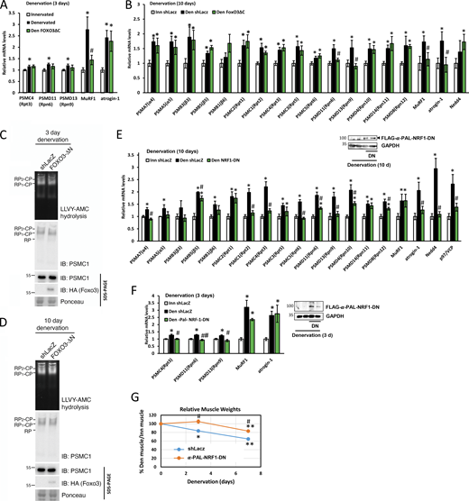 α-PALNRF-1is required for proteasome gene induction in vivo. (A and B) Proteasome gene expression was measured by RT-PCR analysis of mRNA preparations from innervated and 3 days (A) or 10 days (B) denervated muscles expressing a dominant negative form of FOXO3 (FOXO3ΔC) or shLacz. FOXO3ΔC expression blocked the induction of two proteasome subunit genes (Rpn6 and Rpn9) at 10 days but had no effect on proteasome gene induction at 3 days. Means ± SEM are presented as a ratio to WT innervated. N = 4 mice per condition. *, P < 0.05 versus innervated shLacz; #P < 0.05 versus denervated shLacz by one-tailed unpaired Student’s t test. (C and D) Whether or not FOXO3 is inhibited, the content of active assembled proteasomes does not change in denervated muscles. Measurement of proteasome content by native gels and immunoblotting, and proteasome peptidase activity by LLVY-AMC hydrolysis. Innervated muscles and ones denervated for 3 days (C) or 10 days (D) expressing shLacz or FOXO3-DN were analyzed. (E and F) TA muscles were electroporated with a plasmid encoding α-PALNRF-1-dominant negative (α-PALNRF-1-DN) or shLacz and mRNA preparations from transfected muscles were analyzed by RT-PCR and specific primers at 10 days (E) or 3 days (F) after denervation. Means ± SEM are presented as a ratio to innervated. N = 5 mice per condition. *P < 0.05 versus innervated; #, P < 0.05 and ##, P < 0.001 versus denervated shLacz by one-tailed unpaired Student’s t test. Blots show FLAG-α-PALNRF-1-DN expression in transfected muscles using anti-flag. (G) Inhibition of α-PALNRF-1 by the overexpression of α-PALNRF-1-DN reduces atrophy of denervated muscles. Mean ± SEM weights of denervated TA muscles are depicted as percent of innervated. N = 5 mice per time point. *, P < 0.05 and **, P < 0.005 versus innervated shLacz; #, P < 0.05 versus denervated shLacz by one-tailed unpaired Student’s t test. Source data are available for this figure: SourceData F5. Refer to the image caption for details.
