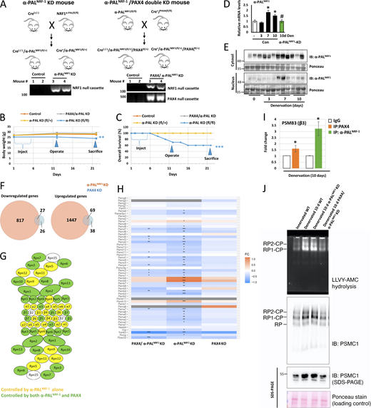 Proteasome gene expression is dependent on both PAX4 and α-PALNRF-1. (A) Strategy for generating α-PALNRF-1 and PAX4/α-PALNRF-1 double conditional KD mice. Following tamoxifen injections, removal of α-PALNRF-1 from one allele in the genome was verified using the U3/U5 primers (Table S3). (B and C) Mean body weights (g) (B) and percent survival (C) ± SEM of PAX4 KO, α-PALNRF-1 KD, PAX4/α-PALNRF-1 double conditional KD, and WT control mice are presented, following tamoxifen injections and muscle denervation. N = 10 mice per condition. **, P < 0.005 and ***, P < 0.0005 versus WT by one-tailed unpaired Student’s t test. (D) α-PALNRF-1 mRNA levels increase at 7–10 days after denervation, but not in denervated muscles from α-PALNRF-1 KD mice. Mice were injected with tamoxifen and their muscles were denervated (3, 7, or 10 days). RT-PCR using primers for α-PALNRF-1 was performed on mRNA preparations from innervated and denervated muscles. Means ± SEM are presented as a ratio to WT innervated. N = 4 mice per condition. *, P < 0.05 versus innervated in WT; #, P < 0.05 versus denervated (10 days). (E) α-PALNRF-1 accumulates in the nucleus at 7 days after denervation. Nuclear fractions from innervated and denervated (at 3, 7, and 10 days) muscles were analyzed by SDS-PAGE and immunoblotting. (F) Venn diagrams depicting the overlap between differentially expressed genes in muscles from α-PALNRF-1 KD and PAX4 KO mice following tamoxifen injections and muscle denervation. A significant overlap was detected for downregulated (P = 2.5e-29, Fisher Exact test) and upregulated (P = 3.3e-266, Fisher’s exact test) genes compared with denervated in WT. (G) Denervated muscles (10 days) were compared to innervated muscles by RNA sequencing. Presented are proteasome subunits whose induction was blocked in α-PALNRF-1 KD (yellow) and PAX4/α-PALNRF-1 double KD (green) mice, with the latter group of genes being fully contained within the first. (H) A heatmap representing the calculated fold changes for expression of proteasome genes in denervated (10 days) muscles from PAX4/α-PALNRF-1 double KD (left column), α-PALNRF-1 KD (middle column) and PAX4 KO (right column) mice versus innervated in WT. Asterisks denote significant fold changes (* Padj range 0.05–0.01, ** Padj 0.01–0.001, *** Padj < 0.001). (I) PAX4 and α-PALNRF-1 bind the promoter region of PSMB3 gene. ChIP was performed on denervated (10 days) muscles from WT mice using PAX4 or α-PALNRF-1 antibodies, or non-specific IgG control, and primers for PSMB3 gene. Data is plotted as mean fold change relative to IgG control ± SEM and represents three independent experiments. N = 3 mice per condition. *, P < 0.05 versus IgG by one-tailed unpaired Student’s t test. (J) The content of active assembled proteasomes increase in denervated (10 days) muscles, but not in muscles lacking both PAX4 and α-PALNRF-1. Measurement of proteasome content by native gels and immunoblotting, and proteasome peptidase activity by LLVY-AMC hydrolysis. Source data are available for this figure: SourceData F6. Refer to the image caption for details.