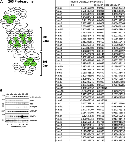 Expression of most proteasome genes’ return to basal levels in muscle at 14 days after denervation. (A) To gain a broad view of transcriptional changes in the late phase of atrophy, 14-day denervated TA muscles were compared with innervated muscles by RNA-seq. Transcripts of several proteasome subunits and one proteasome chaperone were identified, and only nine subunits were significantly induced in denervated compared to innervated muscles (induced subunits shown in green). (B) Increased protein levels were confirmed for representative genes by analysis of soluble fractions from innervated and denervated muscles by SDS-PAGE and immunoblotting. Source data are available for this figure: SourceData FS1.