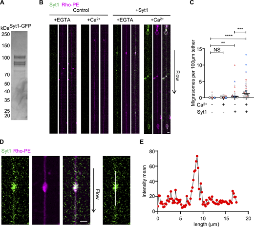 Syt1 promotes the formation of migrasome-like structures in vitro. (A) Recombinant Syt1-GFP was analyzed on an SDS-PAGE gel and stained with Coomassie Brilliant Blue. (B) Control GUVs and GUVs embedded with Syt1-GFP treated with or without Ca2+ were subjected to the in vitro reconstitution assay. Green signal, Syt1-GFP. Magenta signal, Rhodamine-PE. Scale bar, 2 µm. (C) Quantification of the number of migrasome-like structures per 100 µm of the tether from images in B. Data shown represent the mean ± SEM; P values were calculated using a two-tailed, unpaired t test. n = 102 (no Syt1, no Ca2+), 108 (no Syt1, with Ca2+), 172 (with Syt1, no Ca2+), and 213 (with Syt1, with Ca2+) tethers. Quantifications are pooled from three independent experiments. Each biological replicate is color-coded: the statistical data from one experimental run is red, another independent experiment is represented by gray, and a third experiment is shown as blue. The dots, squares, triangles, and inverted triangles represent the four groups respectively. The bordered shapes represent those three means. (D) Image of Syt1-containing GUVs in vitro reconstitution assay. The mean intensity was generated using ImageJ. Scale bar, 2 µm. (E) Mean fluorescence intensity of Syt1 along the white lines in D. Source data are available for this figure: SourceData F2. Refer to the image caption for details.