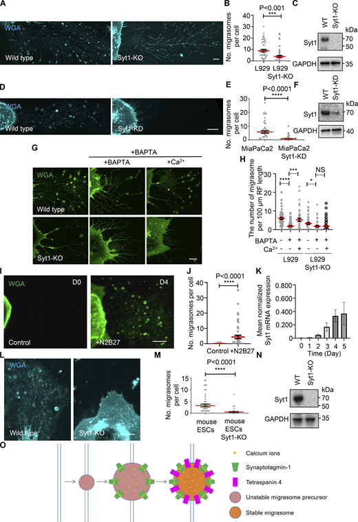 Syt1 is necessary for migrasome biogenesis. (A) Confocal images of migrasomes of cells derived from WT and Syt1 knockout L929. Cells are labeled with WGA (cyan). Scale bar, 10 µm. (B) Quantification of the number of migrasomes in WT and Syt1 knockout L929 shown in A. Data represent the mean ± SEM. P values were calculated using a two-tailed, unpaired t test. n = 50 cells per group. The experiments were performed three times. (C) Western blot analysis of Syt1 and GAPDH in WT and Syt1 knockout L929. (D) Confocal images of migrasomes of cells derived from WT and Syt1 knockdown MiaPaCa2. Cells are labeled with WGA (cyan). Scale bar, 10 µm. (E) Quantification of the number of migrasomes in WT and Syt1 knockdown MiaPaCa2 shown in D. Data represent the mean ± SEM. P values were calculated using a two-tailed, unpaired t test. n = 50 cells per group. The experiments were performed three times. (F) Western blot analysis of Syt1 and GAPDH in WT and Syt1 knockdown MiaPaCa2. (G) Confocal images of migrasomes of cells from WT and Syt1 knockout L929 with 0.5 μM BAPTA pretreatment and following with/without 1 mM Ca2+ rescue. Left panels: Cells cultured overnight without BAPTA pretreatment. Middle panels: Cells underwent BAPTA pretreatment overnight without Ca2+ rescue after 6 h. Right panels: Cells experienced BAPTA pretreatment, 6 h after BAPTA pretreatment, Ca2+ was added into culture medium to substitute for the medium. Cells were labeled with WGA (green). Scale bar represents 10 µm. (H) Quantification of the number of migrasomes per 100 μm RF length per cell in WT and Syt1 knockout L929 shown in G. Data represent the mean ± SEM. P values were calculated using a two-tailed, unpaired t test. n = 50 cells per group. The experiments were performed three times. (I) Confocal image of migrasomes of mouse embryonic stem cells treated with N2B27 at D0 and D4. Cells are labeled with WGA (green). Scale bar, 10 µm. (J) The number of migrasomes per cell from images like those shown in I was quantified. Data shown represent the mean ± SEM; P values were calculated using a two-tailed, unpaired t test. n = 50 cells per group. The experiments were performed three times. (K) mRNA levels of Syt1, determined by quantitative PCR analysis, of D0-D5 in mouse embryonic stem cells treated with N2B27. Quantitative PCR data were normalized to Gapdh mRNA level and data are reported as the mean ± SEM. n = 3 independent experiments. (L) Confocal images of migrasomes of cells derived from WT and Syt1 knockout mouse embryonic stem cells treated with N2B27 at D4. Cells are labeled with WGA (cyan). Scale bar, 10 µm. (M) Quantification of the number of migrasomes in WT and Syt1 knockout group shown in L. Data represent the mean ± SEM. P values were calculated using a two-tailed, unpaired t test. n = 50 cells per group. The experiments were performed three times. (N) Western blot analysis of Syt1 and GAPDH in WT and Syt1 knockout mouse embryonic stem cells treated with N2B27 at D4. (O) Model of the role of Syt1 in migrasome biogenesis. Source data are available for this figure: SourceData F4. Refer to the image caption for details.