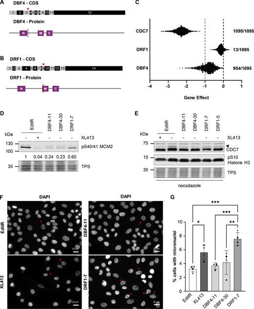 CDC7 activity is primarily mediated by DBF4 and only to a minimal extent by DRF1. (A and B) Schematic representation of gene editing approach for the generation of DBF4- (A) and DRF1-deficient (B) cells. Red triangle marks the position of the Cas9 cut site in the coding sequence (CDS) for DBF4 or DRF1, exons are numbered. M, N, and C motifs in both proteins are aligned with the CDS and marks indicate the position of the Cas9 cut site relative to the protein sequence. (C) Comparison of CHRONOS dependency scores (gene effect) obtained in CRISPR/Cas9 knockout screens for CDC7, DBF4, and DRF1 available from DepMap portal. A score of 0 (black line) or higher would describe a non-essential gene, a score of −1 (red line) corresponds to the median of all pan-essential genes. A lower score describes a higher chance of the gene of interest being essential. Numbers represent the number of cell lines, which have been classified as dependent on CDC7, DBF4, or DRF1 of 1,095 tested cell lines. (D) MCF10A EditR, MCF10A DBF4-11 and -30, and MCF10A DRF1-7 were treated with 10 µM XL413 or DMSO for 24 h. Whole-cell extracts were prepared and analyzed by immunoblotting with indicated antibodies. TPS was used as loading control. Numbers indicate relative changes in MCM2 phosphorylation compared with the DMSO-treated control cell line and normalized to TPS in the displayed blot. Data are representative of at least three independent experiments. (E) MCF10A EditR, MCF10A DBF4-11 and -30, and MCF10A DRF1-5 and -7 were treated with 10 µM XL413 or DMSO for 24 h. 16 h before harvesting, cells were additionally treated with 0.2 µg/ml nocodazole. Whole-cell extracts were prepared and analyzed by immunoblotting with indicated antibodies. TPS was used as loading control. Triangle marks the mobility shift of CDC7. Data are representative of three independent experiments. (F) MCF10A EditR were either mock or treated with 10 µM XL413 for 24 h. MCF10A DBF4-11 and -30 and MCF10A DRF1-7 were only mock-treated. Cells were fixed, stained with DAPI to visualize DNA, and analyzed by fluorescence microscopy. Representative images of four independent experiments are shown (scale bar, 20 µm). Red triangles indicate micronuclei. The brightness of images was adjusted for all samples to aid visualization. (G) Graph shows the percentage of cells with micronuclei for four independent experiments, mean ± SD. At least 275 cells were analyzed per condition for each experiment. Statistical analysis was performed using one-way ANOVA with Tukey’s multiple comparison test (*P < 0.05, **P < 0.01, ***P < 0.001). Source data are available for this figure: SourceData F1. Refer to the image caption for details.