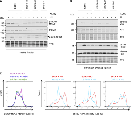 DBF4 mediates CDC7 activity in the replication stress response. (A and B) MCF10A EditR, MCF10A DBF4-11 and -30, and MCF10A DRF1-7 were pretreated with 10 µM XL413 or DMSO for 30 min before the addition of 4 mM HU for 16 h. Soluble (A) and chromatin-enriched (B) fractions were prepared and analyzed by immunoblotting with indicated antibodies. TPS was used as loading control. Triangle marks the pS345 CHK1 band. Data are representative of three independent experiments. (C) MCF10A EditR, MCF10A DBF4 -30, and MCF10A DRF1-7 were pretreated with 10 µM XL413 or DMSO for 30 min before the addition of 4 mM HU for 24 h. For flow cytometry analysis of pS139-H2AX intensity, cells were harvested, fixed, and stained with the indicated antibody. Representative images from one of three independent experiments are shown. MCF10A EditR treated with HU in the panels is the same sample in pairwise comparison with other samples for better visualization. Source data are available for this figure: SourceData F4. Refer to the image caption for details.
