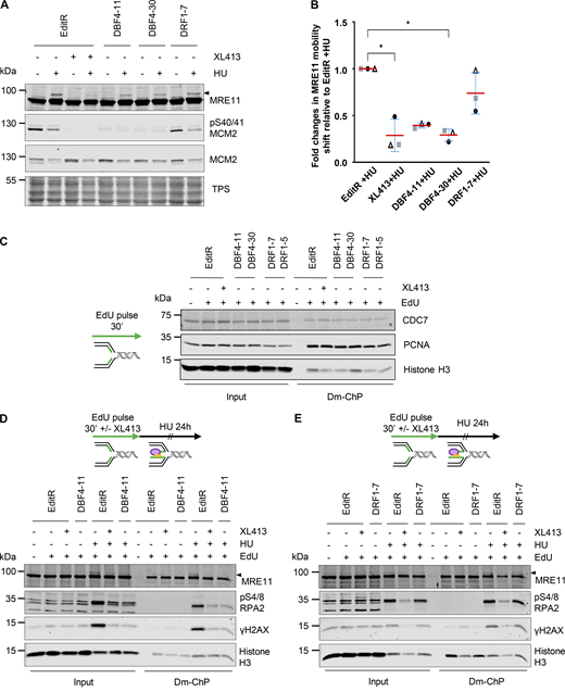 CDC7’s activity at replication forks is solely mediated by DBF4. (A) MCF10A EditR, MCF10A DBF4-11, and -30, and MCF10A DRF1-7 were pretreated with 10 µM XL413 or DMSO for 30 min before the addition of 4 mM HU for 24 h. Whole-cell extracts were prepared and analyzed by immunoblotting with indicated antibodies. TPS was used as loading control. Triangle marks MRE11 electrophoretic mobility shift. Data are representative of three independent experiments. (B) Quantification of MRE11 mobility shift. Data shows fold change in MRE11 mobility shift of HU-treated DBF4-11, DBF4-30, DRF1-7, and XL413-treated EditR samples relative to MCF10A EditR cotreated with DMSO and HU in three independent experiments. Data were normalized to TPS to account for differences in loading. Data are presented as mean fold change ± SD. Statistical analysis was performed using Kruskal–Wallis test, with Dunn’s multiple comparison test (*<0.05). (C) MCF10A EditR, MCF10A DBF4-11, and MCF10A DRF1-7 were treated with 10 µM XL413 or DMSO for 24 h. Before harvesting, cells were labeled with EdU for 30 min, then cells were fixed and proteins binding to EdU-labeled DNA were captured by Dm-ChP. A graphical representation of the experiment is shown on the left of the western blot analysis. Both input and captured material (Dm-ChP) were analyzed by western blot with indicated antibodies. Histone H3 was used as a loading control. Unlabeled cells (− EdU) were used as a negative control for the Dm-ChP samples. Data are representative of two independent experiments for EditR and clone DBF4-11 and once for the other clones. (D) MCF10A EditR and MCF10A DBF4-11 were pretreated with 10 µM XL413 or DMSO and 10 µM EdU for 30 min followed by a treatment with 4 mM HU for 24 h. Samples were prepared as described in C. Triangle marks MRE11 electrophoretic mobility shift. Data are representative of three independent experiments. (E) MCF10A EditR and MCF10A DRF1-7 were pretreated with 10 µM XL413 or DMSO and 10 µM EdU for 30 min followed by a treatment with 4 mM HU for 24 h. Samples were prepared as described in C. Triangle marks MRE11 electrophoretic mobility shift. Data are representative of two independent experiments. Source data are available for this figure: SourceData F5. Refer to the image caption for details.