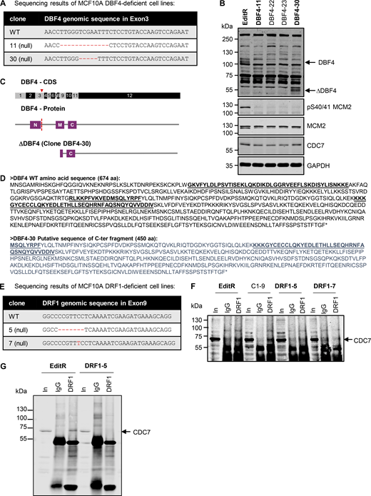 Characterization of MCF10A DBF4- and DRF1-deficient cells. (A) Genomic DNA was extracted from MCF10A, DBF4-11, and DBF4-30 cells, and PCR products spanning DBF4 exon 3 were sequenced. (B) Protein extracts prepared from MCF10A EditR, DBF4-11, and DBF4-30 (bold) as well as from two other clones that were not used in the study were analyzed by immunoblotting with the indicated antibodies. Arrows indicate full-length DBF4 and DBF4 C-terminus fragment. (C) Scheme of DBF4 gene and protein, indicating the position of the deletions and position where the change in protein sequence occurs, and scheme of the predicted DBF4 fragment detected in clone DBF4-30. The red triangle marks the position of the Cas9 cut site in the coding sequence (CDS) for DBF4, and the red dotted line indicates where the change in the sequence of the DBF4 protein occurs in the mutants. (D) Sequences of full-length DBF4 and possible translated DBF4 product expressed in the clone DBF4-30; N, M, and C motifs are underlined and in bold. (E) Genomic DNA was extracted from MCF10A, DRF1-5, and DRF1-7 cells, and PCR products spanning DRF1 exon 9 were sequenced. (F) Protein extracts were prepared from MCF10A EditR, DRF1-5, DRF1-7 (bold), and a different clone not used in this study. IP was then performed with either anti-DRF1 mAb 5G4 or unrelated IgGs and probed with the indicated antibodies. Protein extract was loaded as control (In); arrow indicates CDC7 protein. (G) Protein extracts were prepared from MCF10A EditR or DRF1-5 and an independent IP experiment was performed as in panel F; arrow indicates CDC7 protein. Source data are available for this figure: SourceData FS1. Refer to the image caption for details.