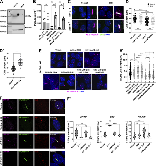 Further analysis of Abcc4−/− cells and arachidonic acid effects on ciliary length and SMO ciliary trafficking. (A) Western blot of ABCC4 protein in control and Abcc4−/− NIH-3T3 cells. Kinesin is the loading control. (B) Measurement of PGE2 in conditioned media of NIH-3T3 control, Abcc4−/−, and Abcc4−/− cells transfected with ABCC4 expression vector. PGE2 was measured in the supernatant ∼36 h after SHH or control-conditioned media treatment. The experiment was performed twice with three biological replicates per experiment. All data were pooled. For all experiments error bars indicate SD. (C) The indicated cell types were treated with control or SHH-conditioned media. The ciliary axoneme is marked by acetylated α-tubulin (magenta) and SMO is shown in green. DAPI (blue) marks nuclei. Scale = 5 μm. (D and D′) PC of ≥100 cells/condition was measured to determine the average ciliary length. Experiments were performed at least twice and all data were pooled. Statistical significance was determined using one-way ANOVA in D and a Student’s t test in D′. (E) IMCD3 cells were treated with control or SHH-conditioned media in the presence of vehicle or 4 µM GIRI plus increasing concentrations of arachidonic acid (12.5 or 25 µM). The ciliary axoneme is marked by acetylated α-tubulin (magenta) and DAPI (blue) marks the nuclei. Scale bar = 10 μm. (E′) Ciliary length quantification is shown in E′. (F) IMCD3 cells were treated with vehicle or GIRI (4 μM) in the absence or presence of SHH. GPR161 is magenta, SMO is red, ARL13B is green and marks PC. Scale bar = 3 μm. (F′) Quantification of ciliary signal intensity for GPR161, SMO, and ARL13B in cells treated with SHH, GIRI, or vehicle control. The experiment was performed twice with 30 cilia imaged per condition per experiment and all data were pooled. For all graphs, significance was determined using a one-way ANOVA. Significance is indicated as follows: *<0.05, **<0.01, ***<0.001, ****<0.0001, and ns, P > 0.05. Data are represented as mean ± SD. Source data are available for this figure: SourceData FS1.