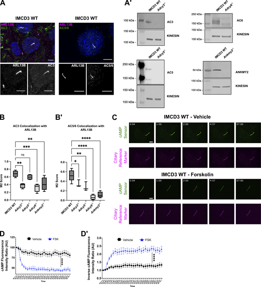 Examination of ciliary AC localization and cAMP dynamics. (A) AC3 and AC5/6 localize to primary cilia in wild-type IMCD3 cells. ARL13B (magenta in merge and white in insets) marks primary cilia. Ciliary ACs are shown in green (merged) and in white (insets). Scale bar = 5 μm. (A′) Western blots for AC3, AC5, AC6, and ANKMY2 in lysates from control or pooled knockout IMCD3 cells. Kinesin is the loading control. (B and B′) Colocalization (M2 score) of (B) AC3 and (B′) AC5/6 with ARL13B in primary cilia of control, Adcy3−/−, Adcy5−/−, Adcy6−/−, and Ankmy2−/− cells. Statistical significance was determined using a one-way ANOVA. (C–D′) Time points from imaging of cADDis-expressing IMCD3 cells show changes in fluorescence intensity of a ciliary cAMP sensor (green) and stable fluorescence of the ciliary reference marker (magenta) following exposure to vehicle or forskolin (FSK, 100 µM). Increasing cAMP decreases green fluorescence. Scale bar = 2 μm. (D and D′) The relative cAMP shift is shown as the native (D) or (D′) inverse of the fluorescent intensity ratio of the cAMP sensor to reference marker. Inverse ratios are shown in the main figures to clearly illustrate cAMP increase. Significance was determined by calculating the area under the curve followed by Student’s t Test analysis. Significance is indicated as follows: *<0.05, **<0.01, ***<0.001, ****<0.0001, and ns, P > 0.05. Source data are available for this figure: SourceData FS3.