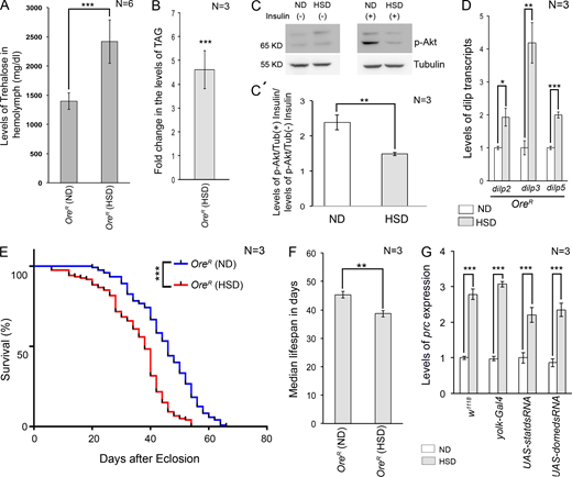 Flies fed on high dietary sugar exhibit hallmark features of T2D and excessive prc expression. (A) Increase in hemolymph trehalose levels in flies reared on HSD compared with those reared on ND on day 20AE. (B) Increased levels of TAG in flies reared on HSD on day 20AE. (C and C′) Changes in the levels of p-Akt in flies reared on ND and HSD with or without insulin treatment. (D) Increase in the levels of dilp2, dilp3, and dilp5 expressions in flies reared on HSD compared with those reared on ND on day 20AE. (E) Survival rates of flies reared on either ND or HSD. Flies fed on HSD exhibited reduced lifespan. (F) The median lifespan of HSD-fed flies was 7 days shorter than that of the flies reared on ND. (G) Feeding on HSD led to an increase in the levels of prc expression in the PCs of the flies of all the genotypes mentioned. The transcript levels are normalized to that of the constitutive ribosomal gene rp49. Genotypes are as mentioned. Data are represented as mean ± SD. P values (*P < 0.05, **P < 0.01, ***P < 1 × 10−3) were obtained by unpaired Student’s t test (two-tailed) with Welch’s correction (A, B, C′, D, and F), by two-way ANOVA with Tukey’s multiple-comparison test (G), and curve comparison was performed using Log-Rank (Mantel-Cox) test (E). Source data are available for this figure: SourceData FS1.