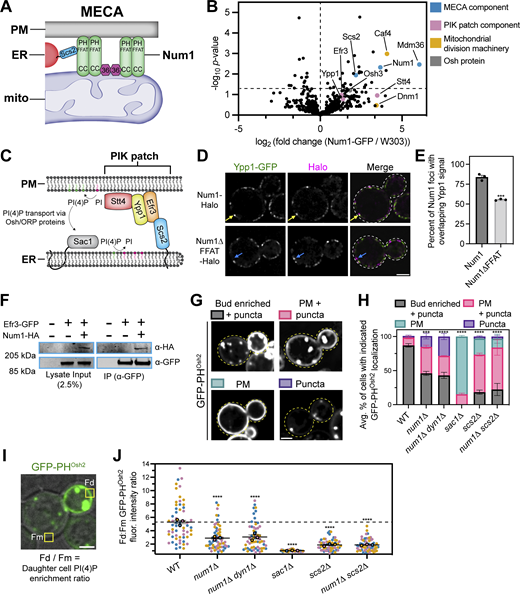 Num1 interacts with PIK patches and is involved in PI(4)P homeostasis. (A) Scs2 is a novel component of MECA. A version of the MECA cartoon shown in Fig. 1 A depicting Scs2 as the molecular link between Num1 and the ER. (B) IP-MS pulldown analysis of Num1-GFP. Each dot represents one identified protein and proteins of interest are highlighted by various colors. The vertical dashed line is centered at 0 to enable easy visual comparison of enriched hits while the horizontal dashed line represents a significance threshold of P = 0.05. (C) A cartoon representation of phosphoinositide kinase (PIK) patches. PIK patches consist of Efr3, Ypp1, and Stt4 (the PI4Kinase), and catalyze the formation of PI(4)P (depicted as green lipids) from precursor PI (depicted as magenta lipids) on the PM. Efr3 interacts with Scs2 via a FFAT motif which helps control the localization of PIK patches to ER–PM contact sites. PI(4)P generated at the PM is presented to Sac1, the ER-localized PI(4)P phosphatase, via members of the Osh/ORP protein family and is converted back to PI. This cartoon was based on models and work presented in Omnus et al. (2020). (D) Num1 localizes adjacent to the PIK patch component Ypp1. Super resolution fluorescence micrographs of cells expressing Ypp1-GFP and either Num1-Halo or Num1∆FFAT-Halo. Individual channels are shown in grayscale. Images are single slices from the center of a cell. Yellow arrows point to Num1 foci that are adjacent to Ypp1 foci. Blue arrows point to Num1∆FFAT foci that are not adjacent to a Ypp1 focus. Scale bar, 2 µm. (E) Quantification of the percentage of Num1 or Num1∆FFAT foci that contain overlapping Ypp1 signal. The Ypp1 signal was thresholded so that only punctate fluorescence was visible and Num1 foci were manually scored for the presence or absence of Ypp1 signal. Each dot represents the percentage of Num1 or Num1∆FFAT foci containing Ypp1 signal per imaging replicate with each replicate containing at least 50 foci. The bars represent the mean and the error bars represent the SEM of the three replicates. To determine statistical significance, an unpaired t test was used (*** = P < 0.001). (F) Coimmunoprecipitation of Num1 with Efr3. Cells expressing genomically tagged Efr3-GFP with or without Num1-HA were lysed and subjected to affinity purification with an α-GFP antibody followed by SDS-PAGE and Western blot analysis. A representative blot of three independent experiments is shown. (G) Array of representative fluorescence micrographs showing the observed localization patterns for the PI(4)P biosensor GFP-PHOsh2. The Bud enriched + puncta image is from a wild type strain, the PM + puncta and Puncta images are from a num1∆ strain, and the PM image is from a sac1∆ strain. Images are single slices from the center of the cell. Dashed yellow lines indicate cell outlines. Scale bar, 2 µm. (H) Quantification of the percentage of cells in the indicated genetic backgrounds showing the GFP-PHOsh2 localization patterns depicted in G. Each portion of the stacked bar graph represents the average percentage of cells displaying the indicated GFP-PHOsh2 localization pattern of three biological replicates. Error bars represent SEM. Imaging replicates consisted of at least 38 cells for a total of at least 130 cells per condition. See Materials and methods for a complete description of the quantification methodology. To determine statistical significance, an ordinary one-way ANOVA with multiple comparisons was used (*** = P < 0.001, **** = P < 0.0001). All statistical analyses are comparing the Bud enriched + puncta category to the WT condition. (I) Quantification strategy to measure the fold enrichment of PI(4)P on the daughter cell PM compared to the mother cell PM. The image is a single slice from the center of a wild type cell expressing GFP-PHOsh2. The fluorescence channel is merged with a bright field image to show the cell boundaries. “Fd” and “Fm” refer to the measured GFP-PHOsh2 PM signal intensity in the daughter and mother cell, respectively. See Materials and methods for a complete description of the quantification methodology. Scale bar, 2 µm. (J) Quantification of the ratio of GFP-PHOsh2 enrichment in daughter cells compared to mother cells using the strategy depicted in I. Each dot represents the PM GFP-PHOsh2 ratio measured from a single cell. Imaging replicates are depicted as different colors and the average of each replicate is shown as a circle of the appropriate color with a black outline. Each replicate contains 20 cells for a total of 60 cells measured per condition. The horizontal line indicates the mean of the three imaging replicates with error bars representing SEM. To determine statistical significance, an ordinary one-way ANOVA with multiple comparisons was used (**** = P < 0.0001). All statistical analyses are in comparison to the WT condition. The dashed black line depicts the average GFP-PHOsh2 enrichment in WT cells. Source data are available for this figure: SourceData F5.