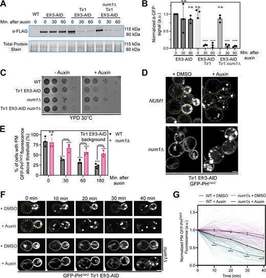 Loss of PM PI(4)P upon inactivation of PIK patches is slowed in num1∆ cells. (A) Efficient degradation of Efr3-AID via the auxin-inducible degradation system. Western blot analysis of Efr3-AID protein levels upon addition of auxin for the indicated time lengths. (B) Quantification of the Western blot in A and two other replicates. For each replicate, the intensity of the Efr3-AID band was quantified and normalized to the signal from the respective total protein stain. Data points were then normalized to the Efr3-AID signal at time 0 of cells that did not express Tir1. To determine statistical significance, an ordinary one-way ANOVA with multiple comparisons was used (n.s. = not significant, **** = P < 0.0001). All statistical analyses are in comparison to the Efr3-AID signal at time 0 of cells that did not express Tir1 condition. (C) 10-fold serial dilutions of the indicated strains were spotted on YPD + DMSO or YPD + 1 mM auxin medium and grown at 30°C for 2 days. The image is a representative example of three biological replicates. (D) Fluorescence micrographs of cells expressing Tir1, Efr3-AID, and GFP-PHOsh2 in a wild type or num1∆ background after DMSO or auxin treatment for 3 h. Yellow dashed lines indicate cell outlines. Blue arrows indicate PM-localized GFP-PHOsh2 signal that is visible after auxin treatment. Scale bar, 2 µm. (E) Quantification of the data from D. Cells were grown to mid log phase, treated with auxin, and imaged at the indicated timepoints. Each dot represents the average percent of cells that contained PM-localized GFP-PHOsh2 fluorescence above a threshold value from one imaging replicate. The threshold value was calculated by averaging multiple measurements of the PM of cells that contained no GFP-PHOsh2 prior to auxin treatment. Imaging replicates contained between 34 and 74 cells per replicate for a total of 128–214 cells per timepoint. To determine statistical significance, an ordinary one-way ANOVA with multiple comparisons was used (n.s. = not significant, **** = P < 0.0001). Asterisks immediately above the bars are in comparison to the 0 timepoint of the respective genetic background. (F) Loss of PM PI(4)P upon inactivation of PIK patches is slower in num1∆ cells. Cells were grown to mid-log phase, adhered to a ConA treated confocal dish, and imaged before and at 10-min intervals after the introduction of DMSO or 1 mM auxin. Images are fluorescent micrographs displaying the progressive loss of GFP-PHOsh2 from the PM only in auxin treated cells. Yellow dashed lines indicate the cell outlines. The yellow arrow indicates the frame in which GFP-PHOsh2 signal is no longer detected at the PM. The blue arrow indicates clear GFP-PHOsh2 signal on the PM after 40 min of auxin treatment. Scale bar, 2 μm. (G) Quantification of the data in F. Each transparent line represents the normalized PM fluorescence intensity of a single cell through the course of the movie. PM fluorescence measurements were taken from the region that had the highest signal at each timepoint. Dark lines represent the averages for each condition and error bars represent SEM. Each condition contains data from 42 to 67 cells over three movies. To determine statistical significance, an ordinary one-way ANOVA with multiple comparisons was used (n.s. = not significant, **** = P < 0.0001). The statistical comparisons are between WT + auxin and num1∆ + auxin at each indicated time point. Source data are available for this figure: SourceData F8. Refer to the image caption for details.