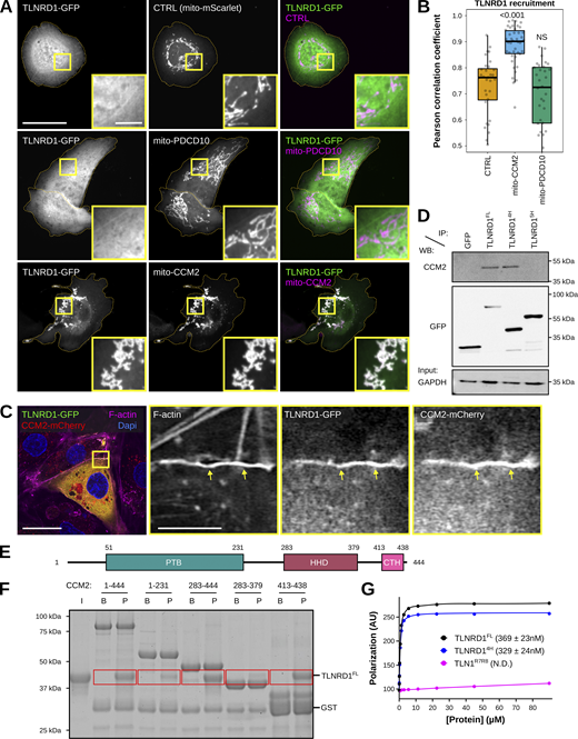 The TLNRD1–CCM2 interaction involves the TLNRD1 4-helix bundle and a C-terminal helix in CCM2. (A and B) U2OS cells expressing TLNRD1-GFP and mito-mScarlet (CTRL), mito-PDCD10-mScarlet, or mito-CCM2-mScarlet were imaged using a spinning disk confocal microscope. (A) Representative single Z-planes are displayed. Dashed yellow lines highlight the cell outlines. The yellow squares highlight magnified ROIs. Scale bars: (main) 25 µm and (inset) 5 µm. (B) 3D colocalization analysis was performed using the JACoP Fiji plugin (three biological repeats, n > 31 image stacks per condition). The results are shown as Tukey boxplots. The whiskers (shown here as vertical lines) extend to data points no further from the box than 1.5× the interquartile range. The P values were determined using a randomization test. NS indicates no statistical difference between the mean values of the highlighted condition and the control. (C) HUVECs expressing TLNRD1-GFP and CCM2-mCherry were stained for F-actin and DAPI and imaged using an Airyscan confocal microscope. A single Z-plane is displayed. The yellow squares highlight a magnified ROI. Scale bars: (main) 25 µm and (inset) 5 µm. (D) GFP-pulldown in HEK293T cells expressing GFP-TLNRD1, GFP-TLNRD14H. GFP-TLNRD15H or GFP alone. CCM2 recruitment to the bait proteins was assessed by western blotting (representative of three biological repeats). (E) CCM2 schematic showing the boundaries of the phosphotyrosine binding (PTB) domain, the harmonin homology domain (HHD), and the C-terminal helix (CTH). (F) A GST-pulldown assay was used where Glutathione agarose-bound GST-CCM2 fragments (beads: B) were incubated with recombinant TLNRD (input: I). After multiple washes, proteins bound to the beads (pellet: P) were eluted. Red boxes highlight areas of interest in the gel. (G) A fluorescence polarization assay was used to determine the Kd of the interaction between TLNRD1, TLNRD14H, or TLN1R7R8 with SUMO-CCM2CTH. Kd values (nM) are shown in parentheses. ND, not determined. Source data are available for this figure: SourceData F4.