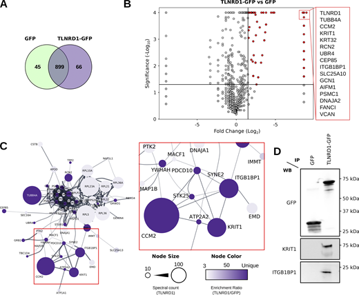 Mass spectrometry analyses identify TLNRD1 as a putative member of the CCM complex. (A–C) Mass spectrometry (MS) analysis of GFP-TLNRD1-binding proteins. A comparison of the GFP-TLNRD1 and GFP datasets is displayed in Venn diagram (A) and volcano plot (B). In the volcano plot, the enrichment ratio (TLNRD1 over GFP) for each protein detected is plotted against the significance of the association (see Table S1 for the MS data). Notably, proteins uniquely identified in either the TLNRD1 or GFP conditions were assigned a fold change of 400 to be displayed on the volcano plot. (C) Proteins specifically enriched to TLNRD1 were mapped onto a protein–protein interaction network (STRING, see the Materials and methods for details). Each node (circle) represents a protein (labeled with gene name), and each edge (line) represents a reported interaction between two proteins. The node’s color indicates the enrichment ratio of that particular protein (TLNRD1 over GFP). The node’s area represents the spectral count of that specific protein in the TLNRD1-GFP dataset. (D) GFP-pulldown in HEK293T cells expressing GFP-TLNRD1 or GFP alone. KRIT1 and ITGB1BP1 recruitment to the bait proteins was then assessed by Western blotting (representative of three biological repeats). Source data are available for this figure: SourceData F1.