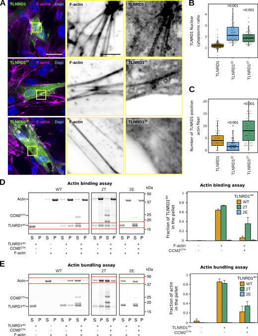 CCM2 modulates TLNRD1 localization and bundling activity. (A–C) HUVECs expressing various TLNRD1-GFP constructs were stained for DAPI and F-actin and imaged using a spinning disk confocal microscope. (A) Single Z-planes are displayed. The yellow squares highlight magnified ROIs. Scale bars: (main) 25 µm and (inset) 5 µm. (B and C) For each condition, the TLNRD1 nuclear-cytoplasmic ratio and the number of TLNRD1-positive actin fibers were quantified (see methods for details), and results are displayed as Tukey boxplots (three biological repeats, n > 72 cells per condition). The P values were determined using a randomization test. (D and E) Actin co-sedimentation assay with various TLNRD14H mutants in the presence or absence of CCM2CTH. Centrifugation at high (D, 48,000 rpm) or low (E, 16,000 rpm) speeds can distinguish between F-actin binding and bundling capability. Representative SDS-PAGE gels are displayed. The quantification was performed using densitometry, and the fraction of TLNRD1 (D) and F-actin (E) present in the pellet was plotted. Standard deviation from three independent repeats are represented as error bars. Source data are available for this figure: SourceData F7. Refer to the image caption for details.