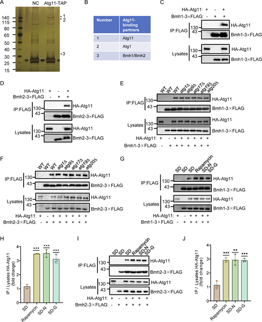Identification of Bmh1 and Bmh2 as binding partners of Atg11. (A) BY4741 (negative control, NC) or Atg11-3✕FLAG-TEV-ZZ (Atg11-TAP) yeast cells were subjected to glucose starvation for 1 h. Atg11-TAP protein was purified using anti-Rabbit IgG Dynabeads. The samples were separated by 4–12% SDS-PAGE gel, followed by silver staining. Target bands were subjected to LC-MS/MS analysis. (B) Identification of Bmh1/2 proteins by LC-MS/MS analysis. (C and D) Cells co-expressing HA-Atg11 and Bmh1-3✕FLAG (C) or Bmh2-3✕FLAG (D) were treated with glucose starvation for 1 h. Cell lysates were immunoprecipitated with anti-FLAG agarose beads and analyzed by Western blot using anti-HA antibody. The data are representative of three independent experiments. (E and F) Wild-type (WT), atg1∆, atg9∆, atg17∆, atg19∆, or atg20∆ cells co-expressing HA-Atg11 with Bmh1-3✕FLAG (E) or Bmh2-3✕FLAG (F) were subjected to glucose starvation for 1 h. Cell lysates were immunoprecipitated with anti-FLAG agarose beads and analyzed by Western blot using anti-HA antibody. The data are representative of three independent experiments. (G and I) Cells co-expressing HA-Atg11 with Bmh1-3✕FLAG (G) or Bmh2-3✕FLAG (I) were cultured in nutrient-rich medium, nitrogen-starvation medium (SD-N), glucose-starvation medium (SD-G), or treated with rapamycin (0.2 μg/ml) for 1 h. Cell lysates were immunoprecipitated with anti-FLAG agarose beads and analyzed by Western blot using anti-HA antibody. (H and J) The results from G and I were quantified. Data are presented as means ± SD (n = 3). ***P < 0.001; **P < 0.01; two-tailed Student’s t tests were used. Source data are available for this figure: SourceData F1. Refer to the image caption for details.