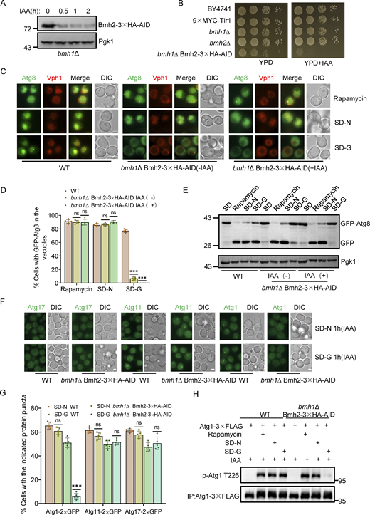 Bmh1/2 regulate glucose starvation–induced autophagy by governing the PAS recruitment and activation of Atg1. (A)bmh1∆ cells expressing Bmh2-3✕HA-AID were treated with 0.5 mM IAA for the indicated periods and the levels of Bmh2 protein were detected by using Anti-HA antibody. Pgk1 served as a loading control. The data are representative of three independent experiments. (B) The indicated yeast strains, either untreated or treated with IAA for 3 days, were plated in fourfold serial dilution onto YPD at 30°C. (C) Cells co-expressing GFP-Atg8 and Vph1-Cherry in wild-type or bmh1∆ Bmh2-3✕HA-AID yeast strains were treated with DMSO or IAA for 2 h and then cultured in SD-N, SD-G, or placed under rapamycin treatment in the absence or presence of IAA for the indicated periods. Images of cells were obtained using an inverted fluorescence microscope. Scale bar, 2 µm. (D) Cells from C were quantified for the vacuolar localization of GFP-Atg8. n = 300 cells were pooled from three independent experiments. Data are presented as means ± SD. ***P < 0.001; ns, no significance; two-tailed Student’s t tests were used. (E) Cells from C were analyzed by Western blot for the cleavage of GFP-Atg8. Pgk1 served as a loading control. The data are representative of three independent experiments. (F) Cells expressing Atg11, Atg17, or Atg1 fused with GFP tag in wild-type or bmh1∆ Bmh2-3✕HA-AID yeast strains were treated with IAA for 2 h and then cultured in nitrogen starvation medium (SD-N) or glucose starvation medium (SD-G) in the presence of IAA for 1 h. Images of cells were obtained using an inverted fluorescence microscope. Scale bar, 2 µm. (G) Cells from F were quantified for the number of cells with the indicated ATG protein puncta. n = 300 cells were pooled from three independent experiments. Data are presented as means ± SD. ***P < 0.001; NS, not significant; two-tailed Student’s t tests were used. (H) Cells expressing Atg1-3✕FLAG in WT or bmh1∆ Bmh2-3✕HA-AID yeast strains were treated with IAA for 2 h and then cultured in SD-N, SD-G, or rapamycin treatment medium in the presence of IAA for 1 h. Cell lysates were immunoprecipitated with anti-FLAG agarose beads and analyzed by Western blot using anti-p-T226-Atg1 antibody. The data are representative of three independent experiments. Source data are available for this figure: SourceData F2. Refer to the image caption for details.