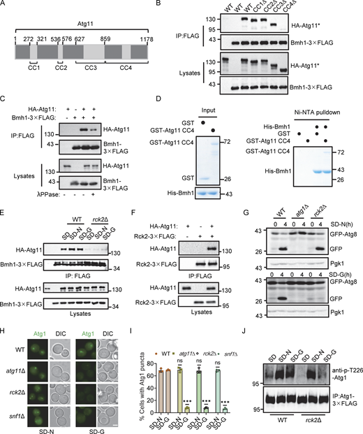 Rck2 is required for the binding of Atg11-Bmh1/2 and glucose starvation–induced autophagy. (A) Schematic representation of the Atg11 domains and the deletions. CC1∆, CC2∆, CC3∆, and CC4∆ correspond to the deletion of amino acids at positions 272–321, 536–576, 627–858, and 859–1,178, respectively. (B) Cells co-expressing an empty vector, WT HA-Atg11, HA-Atg11-CC1∆, HA-Atg11-CC2∆, HA-Atg11-CC3∆, or HA-Atg11-CC4∆ with Bmh1-3✕FLAG in the atg11∆ strain were subjected to glucose starvation for 1 h. Cell lysates were immunoprecipitated with anti-FLAG agarose beads and then analyzed by Western blot using anti-HA antibody. The data are representative of three independent experiments. (C) Cells co-expressing WT HA-Atg11 and Bmh1-3✕FLAG in the atg11∆ strains were cultured in SD-G for 1 h. Cell lysates were immunoprecipitated with anti-FLAG agarose beads. Bmh1-associated proteins were then treated with or without lambda protein phosphatase (λPPase) and analyzed by Western blot using anti-HA antibody. The data are representative of three independent experiments. (D) In vitro Ni-NTA pulldowns were performed using His-Bmh1with GST-Atg11 CC4 purified from E. coli. Protein samples were separated by SDS-PAGE and detected using Coomassie blue staining. The data are representative of three independent experiments. (E) Cells co-expressing HA-Atg11 and Bmh1-3✕FLAG in the WT or rck2∆ yeast strain were cultured in full medium, SD-N, or SD-G for 1 h. Cell lysates were immunoprecipitated with anti-FLAG agarose beads and then analyzed by Western blot using anti-HA antibody. The data are representative of three independent experiments. (F) Cells co-expressing HA-Atg11 and Rck2-3✕FLAG were subjected to glucose starvation for 1 h. Cell lysates were immunoprecipitated with anti-FLAG agarose beads and then analyzed by Western blot using anti-HA antibody. The data are representative of three independent experiments. (G) Cells expressing GFP-Atg8 and Vph1-mCherry in WT, atg1∆, or rck2∆ yeast strains were cultured in SD-N or SD-G for 4 h. The samples were analyzed by Western blot for the cleavage of GFP-Atg8. Pgk1 served as a loading control. The data are representative of three independent experiments. (H) Cells expressing Atg1-GFP in WT, atg11∆, rck2∆, or snf1∆ yeast strains were cultured in SD-N or SD-G for 1 h. Images of cells were obtained using an inverted fluorescence microscope. Scale bar, 2 µm. (I) Cells from (H) were quantified for the number of cells with Atg1-GFP puncta. n = 300 cells were pooled from three independent experiments. Data are presented as means ± SD. ***P < 0.001; NS, not significant; two-tailed Student’s t tests were used. (J) Cells expressing Atg1-3✕FLAG in WT or rck2∆ yeast strains were were grown to the Log growth phase and then cultured in glucose or nitrogen starvation medium for 1 h. Cell lysates were immunoprecipitated with anti-FLAG agarose beads and analyzed by Western blot using anti-p-T226-Atg1 antibody. The data are representative of three independent experiments. Source data are available for this figure: SourceData F3. Refer to the image caption for details.