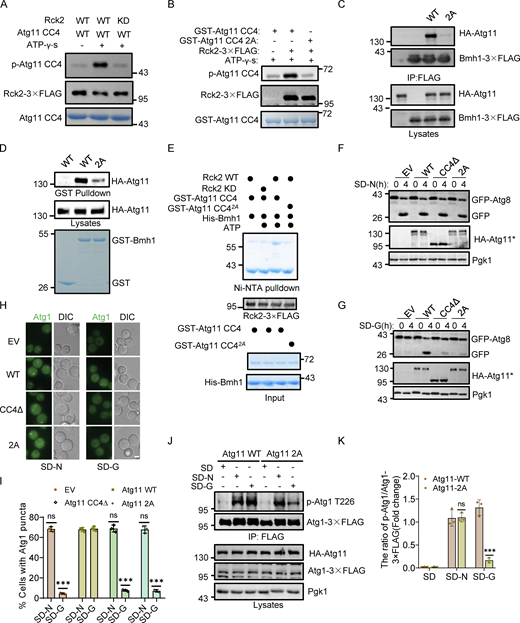 Rck2-mediated Atg11 phosphorylation is required for glucose starvation–induced autophagy by regulating Bmh1/2-Atg11 binding. (A) In vitro kinase assays were performed using the Atg11 CC4 domain purified from E. coli as substrates and WT or KD Rck2-3✕FLAG purified from glucose-starved yeast cells as a protein kinase. Phosphorylation of the Atg11 CC4 domain was detected using anti-thioP antibody. The data are representative of three independent experiments. (B) In vitro kinase assays were performed using Atg11 CC4 or Atg11 CC4 2A(T1114A-S1119A) purified from E. coli as substrates with Rck2-3✕FLAG purified from glucose-starved yeast cells as a protein kinase. Phosphorylation of Atg11 CC4 were detected using anti-thioP antibody. The data are representative of three independent experiments. (C)atg11∆ cells co-expressing Bmh1-3✕FLAG with HA-Atg11 WT or 2A were cultured in SD-G for 1 h. Cell lysates were immunoprecipitated with anti-FLAG agarose beads and then analyzed by Western blot using anti-HA antibody. The data are representative of three independent experiments. (D) In vitro GST pulldowns were performed using GST-Bmh1 purified from E. coli with glucose-starved yeast lysates expressing HA-Atg11 WT or 2A. Protein samples were separated by SDS-PAGE and then analyzed by Western blot using anti-HA antibody. The data are representative of three independent experiments. (E) In vitro phosphorylation assays were performed using GST-Atg11 CC4 WT or 2A purified from E. coli as substrates, with WT or KD Rck2-3✕FLAG purified from glucose-starved yeast cells as a protein kinase. After that, in vitro Ni-NTA pulldowns were performed using His-Bmh1 protein purified from E. coli with the samples of in vitro phosphorylation reaction. Protein samples were separated by SDS-PAGE and then detected using Coomassie blue staining. The data are representative of three independent experiments. (F and G) Cells expressing GFP-Atg8 and Vph1-Cherry in atg11∆, HA-Atg11 WT, HA-Atg11-CC4∆, or HA-Atg11 2A strains were cultured in SD-N(F) or SD-G(G) for 4 h. Autophagic activity was analyzed by Western blot for GFP-Atg8 cleavage. The data are representative of three independent experiments. (H) Cell expressing Atg1-GFP in atg11∆, HA-Atg11 WT, HA-Atg11-CC4∆, or HA-Atg11 2A strains were cultured in SD-N or SD-G for 1 h. Images of cells were obtained using an inverted fluorescence microscope. Scale bar, 2 µm. (I) Cells from H were quantified for the number of cells with Atg1-GFP puncta. n = 300 cells were pooled from three independent experiments. Data are presented as means ± SD. ***P < 0.001; NS, not significant; two-tailed Student’s t tests were used. (J)atg11∆ cells expressing HA-Atg11 WT or 2A with Atg1-3✕FLAG were cultured in SD-G or SD-N for 1 h. Cell lysates were immunoprecipitated with anti-FLAG agarose beads and analyzed by Western blot using anti-p-T226-Atg1 antibody. (K) the phosphorylation level of Atg1 from J was quantified. Data are presented as means ± SD (n = 3). ***P < 0.001; NS, not significant; two-tailed Student’s t tests were used. Source data are available for this figure: SourceData F4.
