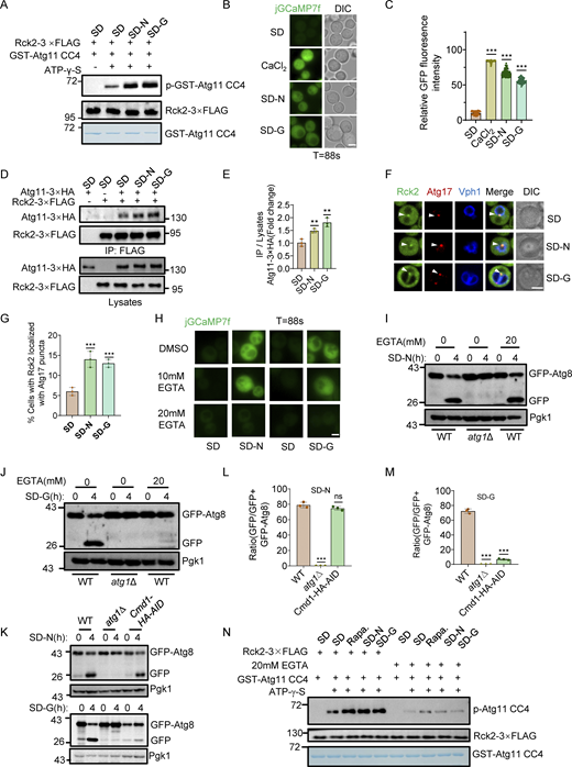 Glucose starvation triggers the elevation of cytoplasmic calcium and activates Rck2. (A) In vitro phosphorylation assays were performed using Atg11 CC4 purified from E. coli as substrates and Rck2-3✕FLAG purified from nutrient-rich, nitrogen starvation, or glucose starvation-treated yeast cells as a protein kinase. Phosphorylation levels of Atg11 CC4 and its variants were detected using anti-thioP antibody. The data are representative of three independent experiments. (B) Wild-type yeast expressing the cytosolic-anchored Ca2+ fluorescence probe jGCaMP7f plasmid were grown to the early log-growth phase and then subjected to nitrogen starvation, glucose starvation, or treated with 0.2 M CaCl2. Images of cells were obtained using an inverted fluorescence microscope. Scale bar, 2 µm. (C) Cytosolic relative fluorescence intensity from B calculated by ImageJ software. n = 60 cells were pooled from three independent experiments. Data are presented as means ± SD. ***P < 0.001; two-tailed Student’s t tests were used. (D) Cells co-expressing Rck2-3✕FLAG with Atg11-3✕HA were subjected to nitrogen or glucose starvation for 0.5 h. Cell lysates were immunoprecipitated with anti-FLAG agarose beads and then analyzed by Western blot using anti-HA antibody. (E) The results from D were quantified. Data are presented as means ± SD (n = 3). **P < 0.01; two-tailed Student’s t tests were used. (F) Cells co-expressing Rck2-GFP, Atg17-2✕mCherry, and Vph1-BFP were grown to the early log-growth phase and then subjected to nitrogen starvation or glucose starvation for 0.5 h. Images of cells were obtained using a spinning disk confocal microscope. Scale bar, 2 µm. (G) Cells from F were quantified for the number of cells in which Rck2-GFP colocalized with Atg17-2×mCherry puncta. n = 300 cells were pooled from three independent experiments. Data are shown as mean ± SD. ***P < 0.001; two-tailed Student’s t tests were used. (H) Yeast cells expressing jGCaMP7f were treated with DMSO, 10 mM EGTA, or 20 mM EGTA for 1 h, and then cultured in nitrogen starvation medium (SD-N) or glucose starvation medium (SD-G) in the presence of DMSO, 10 mM EGTA, or 20 mM EGTA. Images of cells were obtained using an inverted fluorescence microscope. Scale bar, 2 µm. (I and J) Wild-type (WT) or atg1∆ yeast strains expressing GFP-Atg8 were treated with or without 20 mM EGTA for 1 h. Subsequently, they were cultured for 4 h in SD-N medium (I) or SD-G medium (J), with or without 20 mM EGTA. The autophagic activity was assessed by Western blotting to detect cleavage of GFP-Atg8, with Pgk1 serving as a loading control. The data are representative of three independent experiments. (K) Cells expressing GFP-Atg8 in WT, atg1∆, or Cmd1-3✕HA-AID yeast strains were treated with IAA for 2 h and then cultured in SD-N or SD-G in the presence of IAA for 4 h. The autophagic activity was analyzed by Western blot for GFP-Atg8 cleavage. Pgk1 served as a loading control. (L and M) The cleavage of GFP-Atg8 from (k) was quantified and presented as mean ± SD (n = 3). ***P < 0.001; NS, no significance; two-tailed Student’s t tests were used. (N) In vitro kinase assays were performed using GST-Atg11 CC4, purified from E. coli, as substrates, and Rck2-3✕FLAG, purified from yeast cells treated with nutrient-rich, glucose starvation, nitrogen starvation, or rapamycin, with or without 20 mM EGTA treatment, as a protein kinase. Phosphorylation levels of GST-Atg11 CC4 were assessed using an anti-thioP antibody. The data are representative of three independent experiments. Source data are available for this figure: SourceData F5. Refer to the image caption for details.