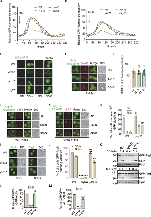 Glucose starvation induces the release of vacuolar calcium into the cytoplasm. (A and B) Cells expressing cytoplasmic-anchored jGCaMP7f plasmid in WT, cch1∆, csg2∆, or yvc1∆ yeast strains were subjected to nitrogen starvation or glucose starvation and observed using a fluorescence inverted microscope (Olympus, IX83). Images were captured at 4-s intervals using time-lapse microscopy and shown in 24 fps movies. ImageJ software was used to calculate the relative fluorescence intensity of cells to reflect cytoplasmic calcium signaling. The data are representative of three independent experiments. (C) The image data at 88 s from A and B. Scale bar, 2 µm. (D) Cells co-expressing ER-anchored Stt3-jGCaMP7c (ER Ca2+ probe) and Sec63-mCherry were grown to the early log-growth phase and then subjected to either nitrogen or glucose starvation. Images of cells were obtained using an inverted fluorescence microscope. Scale bar, 2 µm. (E) Relative fluorescence intensity from D calculated by ImageJ software. n = 60 cells were pooled from three independent experiments. Data are presented as means ± SD. ns, no significance; two-tailed Student’s t tests were used. (F and G) Cells co-expressing Vacuolar-localized Atg15-jGCaMP7f (test vacuolar Ca2+ level) and Vph1-mCherry in wild-type (WT) or yvc1∆ yeast strains were grown to the early log-growth phase, and then subjected to nitrogen or glucose starvation. Images of cells were obtained using an inverted fluorescence microscope. Scale bar, 2 µm. (H) Relative fluorescence intensity from F and G, calculated by ImageJ software. n = 60 cells were pooled from three independent experiments. Data are presented as means ± SD. ***P < 0.001; ns, no significance; two-tailed Student’s t tests were used. (I) Cells expressing GFP-Atg8 in WT, atg1∆, or yvc1∆ yeast strains were cultured in either SD-N or SD-G for 4 h. Images of cells were obtained using an inverted fluorescence microscope. Scale bar, 2 µm. (J) Cells from I were quantified for the vacuolar localization of GFP-Atg8. n = 300 cells were pooled from three independent experiments. Data are presented as means ± SD. ***P < 0.001; ns, no significance; two-tailed Student’s t tests were used. (K) Cells expressing GFP-Atg8 in WT, atg1∆, or yvc1∆ yeast strains were cultured in SD-N or SD-G for 4 h. Autophagic activity was analyzed by Western blot for GFP-Atg8 cleavage. (L and M) The cleavage of GFP-Atg8 from K was quantified and presented as mean ± SD (n = 3). ***P < 0.001; NS, no significance; two-tailed Student’s t tests were used. Source data are available for this figure: SourceData F6.