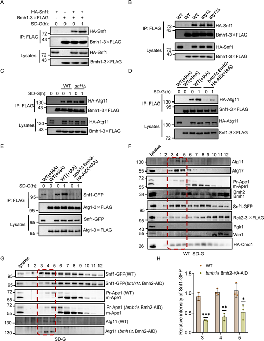 Bmh1/2 is required for Snf1 recruitment to the PAS by regulating the association of Atg11/Atg1 with Snf1 under glucose starvation conditions. (A) Cells co-expressing Bmh1-3✕FLAG and HA-Snf1 were grown to the log-growth phase and then subjected to glucose starvation for 1 h. Cell lysates were immunoprecipitated with anti-FLAG agarose beads and then analyzed by Western blot using anti-HA antibody. The data are representative of three independent experiments. (B) Cells co-expressing Bmh1-3✕FLAG and HA-Snf1 in WT, atg1∆, or atg11∆ yeast strains were cultured in SD-G medium for 1 h. Cell lysates were immunoprecipitated with anti-FLAG agarose beads and then analyzed by Western blot using anti-HA antibody. The data are representative of three independent experiments. (C) Cells co-expressing Bmh1-3✕FLAG and HA-Atg11 in WT or snf1∆ yeast strain were grown to the log-growth phase and then subjected to glucose starvation for 1 h. Cell lysates were immunoprecipitated with anti-FLAG agarose beads and then analyzed by Western blot using anti-HA antibody. The data are representative of three independent experiments. (D) WT and bmh1∆ Bmh2-3✕HA-AID yeast strains were treated with IAA for 2 h, and then cultured in nutrient-rich medium or glucose starvation medium in the presence of IAA for 1 h. Cell lysates were immunoprecipitated with anti-FLAG agarose beads and then analyzed by Western blot using anti-HA antibody. The data are representative of three independent experiments. (E) Cells co-expressing Atg1-3✕FLAG and Snf1-GFP in wild-type and bmh1∆ Bmh2-3✕HA-AID yeast strains were treated with IAA for 2 h, and then cultured in nutrient-rich medium or glucose starvation medium in the presence of IAA for 1 h. Cell lysates were immunoprecipitated with anti-FLAG agarose beads and then analyzed by Western blot using anti-GFP antibody. The data are representative of three independent experiments. (F) Gel filtration chromatography experiment using a Superose 6 10/300 GL column for proteins lysed from the indicated yeast strain after 1 h of glucose starvation. Each fraction was detected by immunoblotting using the indicated antibodies. The red dashed box represents PAS fractions. The data are representative of three independent experiments. (G) Wild-type (BY4741) or bmh1∆ Bmh2-3✕HA-AID yeast strains were treated with IAA for 2 h, and then cultured in glucose starvation medium in the presence of IAA for 1 h. Cell lysates were analyzed by gel filtration chromatography using a Superose 6 10/300 GL column. Each fraction was detected by immunoblotting using the indicated antibodies. The red dashed box represents PAS fractions. (H) Snf1 levels in the PAS fractions from G were quantified. Data are presented as means ± SD (n = 3). ***P < 0.001; **P < 0.01; two-tailed Student’s t tests were used. Source data are available for this figure: SourceData F7.