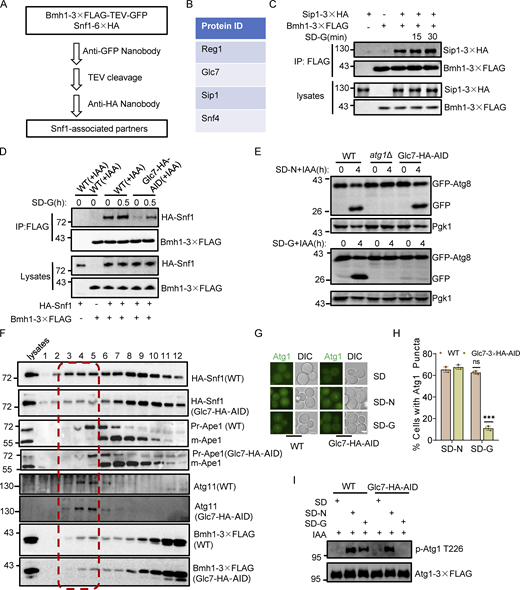 Glc7-mediated Snf1 binding with Bmh1/2 is required for glucose starvation–induced autophagy. (A) Flowchart illustrating the process of identifying candidate Snf1-binding partners among Bmh1-associated proteins under glucose starvation conditions. (B) Representative proteins identified by LC-MS from the experiment described in A. (C) Cells co-expressing Bmh1-3✕FLAG and Sip1-3✕HA were cultured to the log-growth phase and then subjected to glucose starvation for 15 min or 30 min. Cell lysates were immunoprecipitated with anti-FLAG agarose beads and then analyzed by Western blot using anti-HA antibody. The data are representative of three independent experiments. (D) Cells co-expressing Bmh1-3✕FLAG and HA-Snf1 in WT and Glc7-3✕HA-AID yeast strains were treated with IAA for 2 h and then cultured in nutrient-rich medium or glucose starvation medium in the presence of IAA for 0.5 h. Cell lysates were immunoprecipitated with anti-FLAG agarose beads and then analyzed by Western blot using anti-HA antibody. The data are representative of three independent experiments. (E) Cells expressing GFP-Atg8 and Vph1-Cherry in wild-type (WT), atg1∆, or Glc7-3✕HA-AID yeast strains were treated with IAA for 2 h and then cultured in SD-N or SD-G in the presence of IAA for 4 h. Autophagic activity was analyzed by Western blot for GFP-Atg8 cleavage. The data are representative of three independent experiments. (F) Wild-type or Glc7-3✕HA-AID yeast strains were treated with IAA for 2 h and then cultured in glucose starvation medium in the presence of IAA for 1 h. Cell lysates were analyzed by gel filtration chromatography using a Superose 6 10/300 GL column. Each fraction was detected by immunoblotting using the indicated antibodies. The red dashed box represents PAS fractions. The data are representative of three independent experiments. (G) Cells expressing Atg1-GFP in WT or Glc7-3✕HA-AID yeast strains were treated with IAA for 2 h and then were cultured in SD-N or SD-G in the presence of IAA for 1 h. Images of cells were obtained using an inverted fluorescence microscope. Scale bar, 2 µm. (H) Cells from G were quantified for the number of cells with Atg1 puncta. n = 300 cells were pooled from three independent experiments. Data are presented as means ± SD. ***P < 0.001; NS, not significant; two-tailed Student’s t tests were used. (I) Cells expressing Atg1-3✕FLAG in WT or Glc7-3✕HA-AID yeast strains were treated with IAA for 2 h and then cultured in glucose or nitrogen starvation medium in the presence of IAA for 1 h. Cell lysates were immunoprecipitated with anti-FLAG agarose beads and analyzed by Western blot using anti-p-T226-Atg1 antibody. The data are representative of three independent experiments. Source data are available for this figure: SourceData F8.