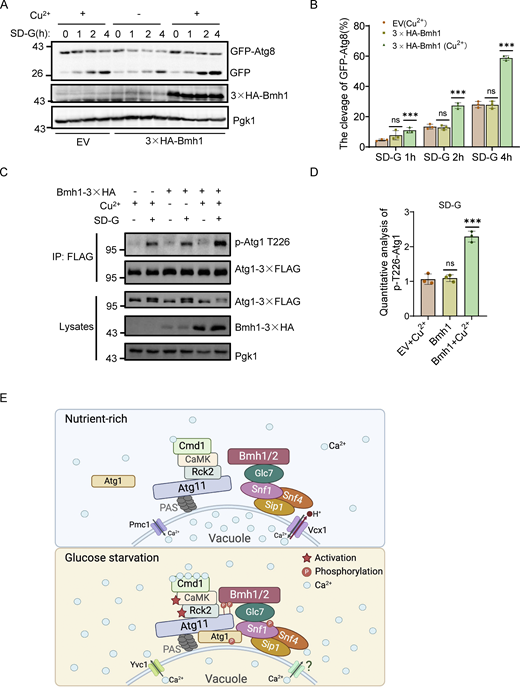 Bmh1 or Bmh2 overexpression accelerates glucose starvation–induced autophagy by enhancing Atg1 activation. (A) Cells co-expressing an empty vector and GFP-Atg8, or 3✕HA-Bmh1 with the Cup1 promoter and GFP-Atg8 in the wild-type strain were treated with or without CuSO4 for 2 h, and then cultured in glucose starvation medium in the absence or presence of CuSO4 for 0 h, 1 h, 2 h, or 4 h. Autophagic activity was analyzed by Western blot for the cleavage of GFP-Atg8. Pgk1 served as a loading control. (B) Quantification of the ratio of free-GFP/(GFP+GFP-Atg8) from A (n = 3). Data are presented as means ± SD. ***P < 0.001; ns, no significance; two-tailed Student’s t tests were used. (C) Atg1-3✕FLAG Cells expressing an empty vector or 3✕HA-Bmh1 with the Cup1 promoter were treated with or without CuSO4 for 2 h. The cells were then cultured in glucose starvation medium in the absence or presence of CuSO4 for 0 h or 1 h. Cell lysates were immunoprecipitated with anti-FLAG agarose beads and analyzed by Western blot using anti-p-T226-Atg1 antibody. (D) The phosphorylation level of Atg1 T226 from C was quantified by calculating the ratio of p-Atg1-T226/FLAG-Atg1(n = 3). Data are presented as mean ± SD. ***P < 0.001; ns, no significance; two-tailed Student’s t tests were used. (E) Model depicting Ca2+-triggered assembly of the Atg11–Bmh1/2–Snf1 complex governing the initiation of glucose starvation–induced autophagy. CaMK: Calmodulin (CaM)-dependent protein kinase. Source data are available for this figure: SourceData F9. Refer to the image caption for details.
