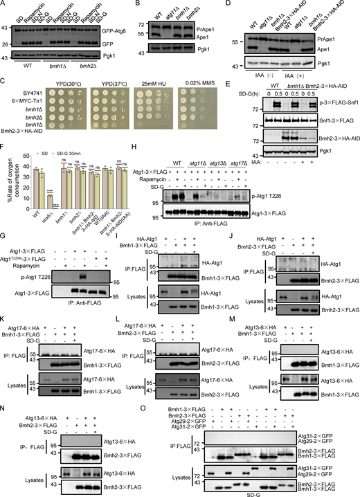 The deletion of BMH1 or BMH2 had no effect on autophagy or the Cvt pathway, confirming the specific binding of Bmh1/2 with Atg11. (A) Cells co-expressing GFP-Atg8 and Vph1-mCherry in WT, bmh1∆, or bmh2∆ yeast strains were cultured in SD-N, SD-G, or placed under rapamycin treatment, for the indicated time periods. The samples were analyzed by Western blot for the cleavage of GFP-Atg8. Pgk1 served as a loading control. The data are representative of three independent experiments. (B) WT, atg11∆, bmh1∆, or bmh2∆ yeast strains were cultured in a nutrient-rich medium. The samples were analyzed by Western blot for the maturation of PrApe1. Pgk1 served as a loading control. The data are representative of three independent experiments. (C) Growth phenotypes of bmh1∆ Bmh2-3×HA-AID. Serial dilutions of wild-type (BY4741), 9✕MYC-Tir1, bmh1∆, bmh2∆, bmh1∆ Bmh2-3×HA-AID yeast strains were plated in fourfold serial dilution onto YPD plates with or without HU and MMS at the indicated concentrations. The plates were incubated at 30°C or 37°C for 2 days, and spotting assays were performed to assess the growth phenotypes. (D) WT, atg11∆, or bmh1∆ Bmh2-3✕HA-AID yeast strains were grown to the early log-growth phase and then treated with IAA or DMSO for 2 h. The samples were analyzed by Western blot for the maturation of PrApe1. Pgk1 served as a loading control. The data are representative of three independent experiments. (E) Cells expressing3×FLAG-Snf1 in WT or bmh1∆ Bmh2-3✕HA-AID yeast strains were treated with DMSO or IAA for 2 h and then cultured in glucose starvation medium in the absence or presence of IAA for 0.5 h. The activity of Snf1 was detected by immunoblotting with anti-phospho-AMPKα (Thr172) antibody. Pgk1 served as a loading control. The data are representative of three independent experiments. (F) WT, cox6∆ (positive control), bmh1∆, bmh2∆, or bmh1∆ Bmh2-3✕HA-AID yeast strains were treated with DMSO or IAA for 2 h, and then cultured in nutrient-rich medium or glucose starvation medium in the absence or presence of IAA for 0.5 h. Cells were harvested and oxygen consumption was measured using Oroboros O2K. n = 3 independent experiments were quantified. Data are presented as means ± SD. ***P < 0.001; NS, not significant; two-tailed Student’s t tests were used. (G)atg1∆ cells expressing empty vector, Atg1-3✕FLAG, or Atg1-3✕FLAG T226A were grown to the early log-growth phase and then treated with rapamycin for 1 h. Cell lysates were immunoprecipitated with anti-FLAG agarose beads and analyzed by Western blot using anti-p-T226-Atg1 antibody. The data are representative of three independent experiments. (H) Cells expressing Atg1-3✕FLAG in WT, atg11∆, atg13∆, or atg17∆ yeast strains were grown to the early log-growth phase, and treated with rapamycin or glucose starvation for 1 h. Cell lysates were immunoprecipitated with anti-FLAG agarose beads and analyzed by Western blot using anti-p-T226-Atg1 antibody. The data are representative of three independent experiments. (I–N) Cells co-expressing Bmh1-3✕FLAG or Bmh2-3✕FLAG with HA-Atg1 (I and J), Atg17-6✕HA (K and L), or Atg13-6✕HA (M and N) were cultured in nutrient-rich medium or SD-G for 1 h. Cell lysates were immunoprecipitated with anti-FLAG agarose beads and analyzed by Western blot using anti-HA antibody. The data are representative of three independent experiments. (O) Cells co-expressing Atg29-2✕GFP or Atg31-2✕GFP with Bmh1-3✕FLAG or Bmh2-3✕FLAG were cultured in SD-G for 1 h. Cell lysates were immunoprecipitated with anti-FLAG agarose beads and analyzed by Western blot using anti-GFP antibody. The data are representative of three independent experiments. Source data are available for this figure: SourceData FS1. Refer to the image caption for details.