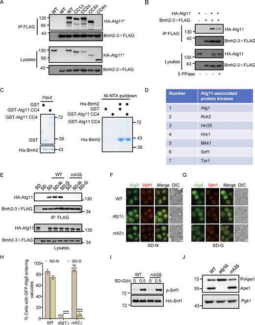 The association of Atg11 with Bmh2 depends on its CC4 domain, and Rck2 is required specifically for glucose starvation–induced autophagy. (A) Cells co-expressing an empty vector, WT HA-Atg11, HA-Atg11 CC1∆, HA-Atg11 CC2∆, HA-Atg11 CC3∆, or HA-Atg11 CC4∆ with Bmh2-3✕FLAG in the atg11∆ strains were subjected to glucose starvation for 1 h. Cell lysates were immunoprecipitated with anti-FLAG agarose beads and then analyzed by Western blot using anti-HA antibody. The data are representative of three independent experiments. (B) Cells co-expressing WT HA-Atg11 and Bmh2-3✕FLAG in the atg11∆ strains were cultured in SD-G for 1 h. Cell lysates were immunoprecipitated with anti-FLAG agarose beads. Bmh2-associated proteins were then treated with or without lambda protein phosphatase (λPPase) and analyzed by Western blot using anti-HA antibody. The data are representative of three independent experiments. (C) In vitro Ni-NTA pulldowns were performed using His-Bmh2 with GST-Atg11 CC4 purified from E. coli. Protein samples were separated by SDS-PAGE and then detected using Coomassie blue staining. The data are representative of three independent experiments. (D) Atg11-associated protein kinases were found in the SGD database. (E) Cells co-expressing HA-Atg11 and Bmh2-3✕FLAG in the WT or rck2∆ yeast strains were cultured in nutrient-rich medium, SD-N, or SD-G medium for 1 h. Cell lysates were immunoprecipitated with anti-FLAG agarose beads and then analyzed by Western blot using anti-HA antibody. The data are representative of three independent experiments. (F and G) Cells coexpressing GFP-Atg8 and Vph1-mCherry in WT, atg1∆, or rck2∆ yeast strains were cultured in SD-N or SD-G for 4 h. Images of cells were obtained using an inverted fluorescence microscope. Scale bar, 2 µm. (H) Cells from F and G were quantified for the vacuolar localization of GFP-Atg8. n = 300 cells were pooled from three independent experiments. Data are presented as means ± SD. ***P < 0.001; ns, no significance; two-tailed Student’s t tests were used. (I) Cells expressing HA-Snf1 in WT or rck2∆ yeast strains were grown to the early log-growth phase and then were subjected to glucose starvation for 0.5 h. The activity of Snf1 was detected by immunoblotting with anti-phospho-AMPKα (Thr172) antibody. The data are representative of three independent experiments. (J) WT, atg1∆, or rck2∆ yeast strains were grown to the log-growth phase. The samples were analyzed by Western blot for the maturation of PrApe1. Pgk1 served as a loading control. The data are representative of three independent experiments. Source data are available for this figure: SourceData FS2. Refer to the image caption for details.