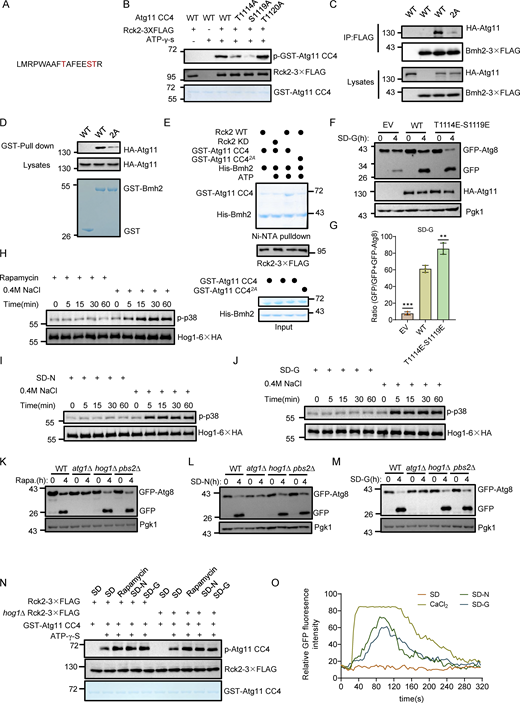 Phosphorylation of T1114 and S1119 residues on Atg11 are required for Atg11-Bmh2 binding and the MAPK signaling pathway is not involved in the activation of Rck2 and glucose starvation–induced autophagy. (A) LC-MS/MS identified phosphorylated peptides of Atg11 CC4 by Rck2. (B) In vitro kinase assays were performed using Atg11 CC4 WT, T1114A, S1119A, or T1120A purified from E. coli as substrates with Rck2-3✕FLAG purified from glucose-starved yeast cells as a protein kinase. The phosphorylation levels of Atg11 CC4 and its variants were detected using anti-thioP antibody. The data are representative of three independent experiments. (C)atg11∆ cells co-expressing Bmh2-3✕FLAG with HA-Atg11 WT or 2A were subjected to glucose starvation for 1 h. Cell lysates were immunoprecipitated with anti-FLAG agarose beads and then analyzed by Western blot using anti-HA antibody. The data are representative of three independent experiments. (D) In vitro GST pulldowns were performed using GST- Bmh2 purified from E. coli with glucose-starved yeast lysates expressing HA-Atg11 WT or 2A. Protein samples were separated by SDS-PAGE and then analyzed by Western blot using anti-HA antibody. The data are representative of three independent experiments. (E) In vitro phosphorylation assays were performed using Atg11 CC4 or 2A purified from E. coli as substrates and with WT or KD Rck2-3✕FLAG purified from glucose-starved yeast cells as a protein kinase. In vitro Ni-NTA pulldowns were then performed using His-Bmh2 purified from E. coli with the samples from the in vitro phosphorylation reaction. Protein samples were separated by SDS-PAGE and then detected using Coomassie blue staining. The data are representative of three independent experiments. (F)atg11∆ yeast cells co-expressing GFP-Atg8 and empty vector, HA-Atg11, or HA-Atg11 T1114E-S1119E were subjected to glucose starvation (SD-G) for 0 or 4 h. The autophagic activity was assessed by Western blotting to detect cleavage of GFP-Atg8, with Pgk1 serving as a loading control. (G) Quantification of the ratio of free GFP/GFP+GFP-Atg8 from F and presented as mean ± SD (n = 3). ***P < 0.001; **P < 0.01; two-tailed Student’s t tests were used. (H–J) Yeast cells expressing Hog1-6✕HA were cultured to early log phase and subsequently subjected to rapamycin treatment (H), nitrogen starvation (SD-N) (I), glucose starvation (SD-G) (J), or 0.4 M NaCl treatment for the indicated time periods. The activation of Hog1 was assessed using anti-phospho-p38 MAPK antibody (#4511; Cell Signaling Technology). The data are representative of three independent experiments. (K–M) Wild-type (WT), atg1∆, hog1∆, or pbs2∆ yeast cells were cultured to early log phase and subsequently subjected to rapamycin treatment (K), nitrogen starvation (SD-N) (L), or glucose starvation (SD-G) (M) for 0 or 4 h. The autophagic activity was detected by Western blots using anti-GFP antibody. Pgk1 served as a loading control. The data are representative of three independent experiments. (N) In vitro kinase assays were performed using GST-Atg11 CC4 purified from E. coli as substrates and Rck2-3✕FLAG purified yeast wild-type or hog1∆ cell cultured under full medium, glucose starvation, nitrogen starvation, or rapamycin-treated conditions as a protein kinase. Phosphorylation levels of GST-Atg11 CC4 were detected using anti-thioP antibody. The data are representative of three independent experiments. (O) Wild-type yeast expressing cytosolic-anchored Ca2+ fluorescence probe jGCaMP7f plasmid were grown to the early log-growth phase, and then subjected to nitrogen starvation (SD-N), glucose starvation (SD-G), or treated with 0.2 M CaCl2. Cells were observed using a fluorescence inverted microscope (Olympus IX83). Images were captured at 4-s intervals using time-lapse microscopy and shown in 24 fps movies. ImageJ software was used to calculate the relative fluorescence intensity of cells to reflect cytoplasmic calcium signaling. The data are representative of three independent experiments. Source data are available for this figure: SourceData FS3. Refer to the image caption for details.