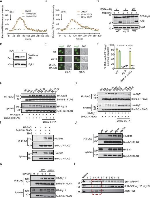 Calcium signaling is required for glucose starvation–induced autophagy and the interaction between Atg11 and Bmh1/2 and Snf1-Bmh2 interaction is independent of Atg1 or Atg11. (A and B) Yeast cells expressing jGCaMP7f were treated with DMSO, 10 mM EGTA, or 20 mM EGTA for 1 h, and then cultured in nitrogen starvation medium (SD-N) (A) or glucose starvation medium (SD-G) (B) in the presence of DMSO, 10 mM EGTA, or 20 mM EGTA. Cells were observed using a fluorescence-inverted microscope (Olympus IX83). Images were captured at 4-s intervals using time-lapse microscopy and shown in 24 fps movies. ImageJ software was used to calculate the relative fluorescence intensity of cells to reflect cytoplasmic calcium signaling. The data are representative of three independent experiments. (C) Wild-type (WT) or atg1∆ yeast cells expressing GFP-Atg8 were treated with or without 20 mM EGTA for 1 h. Subsequently, they were treated with rapamycin for 4 h, with or without 20 mM EGTA. Autophagic activity was assessed by Western blotting to detect cleavage of GFP-Atg8, with Pgk1 serving as a loading control. The data are representative of three independent experiments. (D) Cells expressing Cmd1-3✕HA-AID were treated with 0.5 mM IAA for 2 h, and the expression levels of Cmd1 protein were detected by using Anti-HA antibody. Pgk1 served as a loading control. The data are representative of three independent experiments. (E) Cells expressing GFP-Atg8 in WT, atg1∆, or Cmd1-3✕HA-AID yeast strains were treated with IAA for 2 h and then cultured in SD-N or SD-G in the presence of IAA for 4 h. Images of cells were obtained using an inverted fluorescence microscope. Scale bar, 2 µm. (F) Cells from E were quantified for the vacuolar localization of GFP-Atg8. n = 300 cells were pooled from three independent experiments. Data are presented as means ± SD. ***P < 0.001; ns, no significance; two-tailed Student’s t tests were used. (G and H) Co-expressing HA-Atg11 and Bmh1-3✕FLAG(G) or Bmh2-3✕FLAG(H) yeast strains were treated with or without 20 mM EGTA for 1 h, and then cultured in nutrient-rich medium, nutrient-rich medium with rapamycin, nitrogen starvation medium, or glucose starvation medium in the presence or absence of EGTA for 1 h. Cell lysates were immunoprecipitated with anti-FLAG agarose beads and then analyzed by Western blot using anti-HA antibody. The data are representative of three independent experiments. (I) Cells co-expressing Bmh2-3✕FLAG and HA-Snf1 were grown to the log-growth phase and then subjected to glucose starvation for 1 h. Cell lysates were immunoprecipitated with anti-FLAG agarose beads and then analyzed by Western blot using anti-HA antibody. The data are representative of three independent experiments. (J) Cells co-expressing Bmh2-3✕FLAG and HA-Atg11 in WT, atg1∆, or atg11∆ yeast strains were cultured in a glucose starvation medium for 1 h. Cell lysates were immunoprecipitated with anti-FLAG agarose beads and then analyzed by Western blot using anti-HA antibody. The data are representative of three independent experiments. (K) Cells co-expressing Bmh2-3✕FLAG and HA-Atg11 in WT or snf1∆ yeast strains were grown to the log-growth phase and then subjected to glucose starvation for 1 h. Cell lysates were immunoprecipitated with anti-FLAG agarose beads and then analyzed by Western blot using anti-HA antibody. The data are representative of three independent experiments. (L) Wild-type (BY4741) or atg11∆ atg17∆ yeast cells expressing Snf1-GFP were cultured in glucose starvation medium for 1 h. Cell lysates were analyzed by gel filtration chromatography using a Superose 6 10/300 GL column. Each fraction was detected by immunoblotting using the indicated antibodies. The red dashed box represents PAS fractions. The data are representative of three independent experiments. Source data are available for this figure: SourceData FS4. Refer to the image caption for details.
