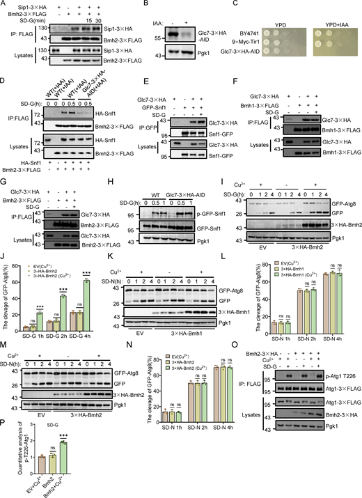 Glc7 is required for the binding Bmh1/2 with Snf1 and Atg1 puncta formation under glucose starvation conditions, and overexpression of Bmh1 or Bmh2 does not affect nitrogen starvation-induced autophagy. (A) Cells co-expressing Bmh2-3✕FLAG and Sip1-3✕HA were grown to the log-growth phase and then subjected to glucose starvation for 15 min or 30 min. Cell lysates were immunoprecipitated with anti-FLAG agarose beads and then analyzed by Western blot using anti-HA antibody. The data are representative of three independent experiments. (B) Glc7-3✕HA-AID yeast strains were treated with 0.5 mM IAA for 2 h, and the expression levels of Glc7 protein were detected using anti-HA antibody. Pgk1 served as a loading control. The data are representative of three independent experiments. (C) The indicated yeast strains, either untreated or treated with IAA for 3 days, were plated in fourfold serial dilution onto YPD plates and incubated at 30°C. (D) Cells co-expressing Bmh2-3✕FLAG and HA-Snf1 in WT or Glc7-3✕HA-AID yeast strains were treated with IAA for 2 h and then were cultured in nutrient-rich medium or glucose starvation medium in the presence of IAA for 0.5 h. Cell lysates were immunoprecipitated with anti-FLAG agarose beads and then analyzed by Western blot using anti-HA antibody. The data are representative of three independent experiments. (E) Cells co-expressing Glc7-3✕HA and Snf1-GFP were treated with glucose starvation for 0 h or 1 h. Cell lysates were immunoprecipitated with anti-GFP agarose beads and analyzed by Western blot using anti-HA antibody. The data are representative of three independent experiments. (F and G) Cells co-expressing Glc7-3✕HA and Bmh1-3✕FLAG (F) or Bmh2-3✕FLAG(G) were treated with glucose starvation for 0 h or 1 h. Cell lysates were immunoprecipitated with anti-FLAG agarose beads and analyzed by Western blot using anti-HA antibody. The data are representative of three independent experiments. (H) Cells expressing GFP-Snf1 in WT or Glc7-3✕HA-AID yeast strains were treated with DMSO or IAA for 2 h, and then cultured in glucose starvation medium in the absence or presence of IAA for 0.5 h or 1 h. The activity of Snf1 was detected by immunoblotting with anti-phospho-AMPKα (Thr172) antibody. The data are representative of three independent experiments. (I) Cells co-expressing an empty vector or 3✕HA-Bmh2 with the Cup1 promoter and GFP-Atg8 in a wild-type strain were treated with or without CuSO4 for 2 h, and then cultured in glucose starvation medium in the absence or presence of CuSO4 for 0, 1, 2, or 4 h. Autophagic activity were analyzed by Western blot for the cleavage of GFP-Atg8. Pgk1 served as a loading control. (K and M) Cells co-expressing an empty vector or 3✕HA-Bmh1(K)/2(M) with the Cup1 promoter and GFP-Atg8 in a wild-type strain were treated with or without CuSO4 for 2 h, and then cultured in nitrogen starvation medium in the absence or presence of CuSO4 for 0, 1, 2, or 4 h. Autophagic activity were analyzed by Western blot for the cleavage of GFP-Atg8. Pgk1 served as a loading control. (J, L, and N) Quantification of the ratio of free GFP/GFP+GFP-Atg8 from I, K, and M (n = 3). Data are presented as means ± SD. ***P < 0.001; ns, no significance; two-tailed Student’s t tests were used. (O) Atg1-3✕FLAG Cells expressing an empty vector or 3✕HA-Bmh2 with the Cup1 promoter were treated with or without CuSO4 for 2 h and then cultured in glucose starvation medium in the absence or presence of CuSO4 for 0 or 1 h. Cell lysates were immunoprecipitated with anti-FLAG agarose beads and analyzed by Western blot using anti-p-T226-Atg1 antibody. (P) The phosphorylation level of Atg1 T226 from O was quantified by calculating the ratio of p-Atg1-T226/FLAG-Atg1 (n = 3). Data are presented as mean ± SD. ***P < 0.001; ns, no significance; two-tailed Student’s t tests were used. Source data are available for this figure: SourceData FS5. Refer to the image caption for details.