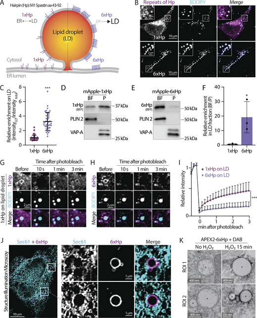 The design and validation of a synthetic lipid droplet targeting motif. (A) Diagram depicting the ER and lipid droplet (LD) distribution of 1xHp (hairpin; amino acids 43–92 from human M1 Spastin) and 6xHp. (B) Localization of BODIPY 493/503-labeled LDs and mApple-1xHp or mApple-6xHp in HeLa cells treated with 100 µM oleic acid (OA) overnight. Maximal intensity projected (MIP) confocal images from six axial slices (1.8 µm in total thickness) are shown. (C) Quantification of relative enrichment of 1xHp and 6xHp on LDs from B. Raw data and mean ± SD are shown (53–56 cells from three independent experiments). ***P ≤ 0.001, assessed by two-tailed t test. (D and E) Distribution of mApple-1xHp or mApple-6xHp, LD marker perilipin 2 (PLIN 2), and an ER membrane marker, VAP-A, in sucrose-gradient cellular fractionations from HepG2 cells treated with 200 μM OA. BF, buoyant fraction; P, membrane pellet. (F) Quantification of the enrichment of mApple-1xHp or mApple-6xHp in the BF relative to the P fraction in D and E. Data are from three independent experiments (*P ≤ 0.05, assessed by two-tailed t test). (G and H) Fluorescence recovery after photobleaching (FRAP) of 1xHp (G) and 6xHp (H) on LDs in OA-treated U2OS cells labeled with BODIPY monitored by confocal microscopy. (I) Quantification of FRAP of G and H. Mean ± SD are shown (22–37 cells from three or four independent experiments). ***P ≤ 0.001, assessed by two-tailed t test. (J) Subcellular localization of Halo-6xHp relative to ER marker mEmerald-Sec61β in an OA-treated HeLa cell monitored via structured illumination microscopy. MIP images from 10 axial slices (∼2 µm in total thickness) are shown. (K) Electron micrographs of LDs in U2OS cells expressing APEX2-6xHp incubated with diaminobenzidine (DAB) in the absence or presence of H2O2. * indicates representative LDs. Source data are available for this figure: SourceData F2.