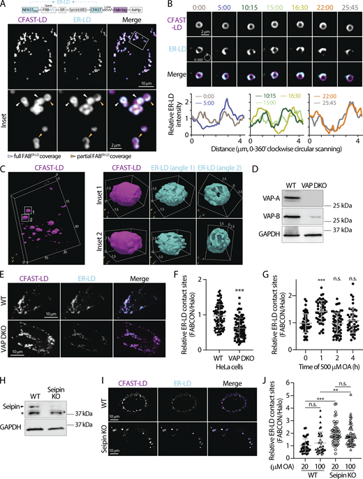 Dynamic regulation of ER-LD contact sites revealed via FABER-LD. (A) Detection of lipid droplets (LDs) and endoplasmic reticulum (ER)-LD contact sites in oleic acid (OA)-treated HeLa cells producing FABER-LD (top) monitored by confocal microscopy. Representative maximal intensity projected images from three axial slices (∼1 µm in total thickness) are shown in bottom panels. (B) Dynamics of ER-LD contact sites on an LD in OA-treated U2OS cell producing FABER-LD monitored by confocal microscopy over time (top). Relative intensity profiles of ER-LD contact sites measured by clockwise circular scanning are shown in bottom panels. (C) 3D rendering of LDs and ER-LD contact site in U2OS cells imaged via LLSM. LDs labeled by CFAST-LD from a whole cell are shown on the left. Box volume is 24.6 × 16.8 × 2.67 µm. Two individual LDs and their ER-LD contact sites are shown on the right. Box volumes are 3.10 × 2.35 × 2.52 µm (top row) and 3.28 × 2.40 × 2.82 µm (bottom row). Numbers indicate distance (µm). (D) Protein levels of VAP-A and VAP-B in wild-type (WT) and VAP double knockout (DKO) HeLa cells detected by Western blot. (E) ER-LD contact sites in WT and VAP DKO HeLa cells producing FABER-LD monitored by confocal microscope. Representative maximal intensity projected images from three axial slices (∼1 µm in total thickness) are shown. (F) Quantification of the relative levels of ER-LD contact sites in control and VAP DKO HeLa cells. Raw data and mean ± SD are shown (96 cells for each condition from three independent experiments) ***P ≤ 0.001, assessed by two-tailed t test. (G) Relative levels of ER-LD contact sites HeLa cells pulsed with 500 μM of OA over time. Raw data and mean ± SD are shown (47–58 cells from three independent experiments). n.s. = not significant, ***P ≤ 0.001, assessed by one-way ANOVA and Dunnett’s multiple comparisons test with 0 h as the control group. (H) Protein level of Seipin in WT and Seipin KO SUM159 cells detected by Western blot. * indicates non-specific band of detection. (I) ER-LD contact sites in oleic acid (OA)-treated WT and Seipin KO SUM159 cells producing FABER-LD monitored using confocal microscopy. Representative maximal intensity projected images from three axial slices (∼1 µm in total thickness) are shown. (J) Relative levels of ER-LD contact sites in WT and Seipin KO SUM159 cells producing FABER-LD and treated with 20 or 100 µM OA overnight. Raw data and mean ± SD are shown (37–55 cells from four independent experiments). n.s. = not significant, ***P ≤ 0.001, assessed by one-way ANOVA. Source data are available for this figure: SourceData F5. Refer to the image caption for details.