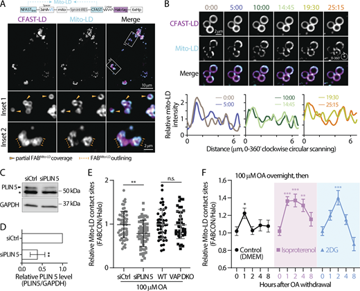 Dynamic regulation of mito-LD contact sites revealed via FABmito-LD. (A) Detection of lipid droplets (LDs) and mitochondria (mito)-LD contact sites in oleic acid (OA)-treated HeLa cells producing FABmito-LD (top) monitored via confocal microscopy. Representative maximal intensity projected images from two axial slices (0.6 µm in total thickness) are shown in bottom panels. (B) Dynamics of mito-LD contact sites on a LD in OA-treated U2OS cell producing FABmito-LD monitored by confocal microscopy over time (top). Relative intensity profiles of mito-LD measured by clockwise circular scanning are shown in the bottom panels. (C) Perilipin 5 (PLIN 5) levels in HeLa cells transfected with scramble (siCtrl) or PLIN 5 siRNA detected by Western blot. * indicates non-specific band. (D) Quantification of relative PLIN 5 level described in C. Data are from three independent experiments (**P ≤ 0.01, unpaired t test, two-tailed). (E) Relative levels of mito-LD contact sites in OA-treated HeLa cells transfected with scramble or PLIN 5 siRNA. Raw data and mean ± SD are shown (61–63 cells from three independent experiments). n.s. = not significant, **P ≤ 0.01, assessed by two-tailed t test. (F) The temporal dynamics of mito-LD contact sites in OA-treated HeLa cells following OA withdrawal in DMEM and in DMEM with 10 µM of isoproterenol or 4 mM 2DG. Mean ± SE are shown (37–58 cells from three or four independent experiments). Statistical significance was compared to time zero by one-way ANOVA. **P ≤ 0.01; ***P ≤ 0.001. Source data are available for this figure: SourceData F6. Refer to the image caption for details.