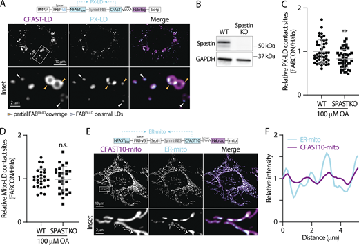 Detection of PX-LD and ER-mito contact sites using FABCON. (A) Detection of lipid droplets (LDs) and peroxisome (PX)-LD contact sites in oleic acid (OA)-treated U2OS cells producing FABPX-LD (top) monitored via confocal microscopy. Representative maximal intensity projected (MIP) images from three axial slices (∼1 µm in total thickness) are shown. (B) Spastin (SPAST) protein levels from wild-type (WT) and SPAST knockout (KO) U2OS cells detected by Western blot. (C) Relative levels of PX-LD contact sites in WT and SPAST KO U2OS cells. Raw data and mean ± SD are shown (45 cells for each condition from three independent experiments, **P ≤ 0.01, unpaired t test, two-tailed). (D) Relative levels of mitochondria (mito)-LD contact sites in WT and SPAST KO U2OS cells. Raw data and mean ± SD are shown (26–24 cells from three independent experiments, n.s. = not significant, unpaired t test, two-tailed). (E) Detection of endoplasmic reticulum (ER)-mito contact sites in HeLa cells producing FABER-mito (top) monitored by confocal microscopy. Representative MIP images from three axial slices (∼1 µm in total thickness) are shown. (F) Intensity profiles of CFAST10-mito and ER-mito from the dashed line in E. Source data are available for this figure: SourceData F8. Refer to the image caption for details.