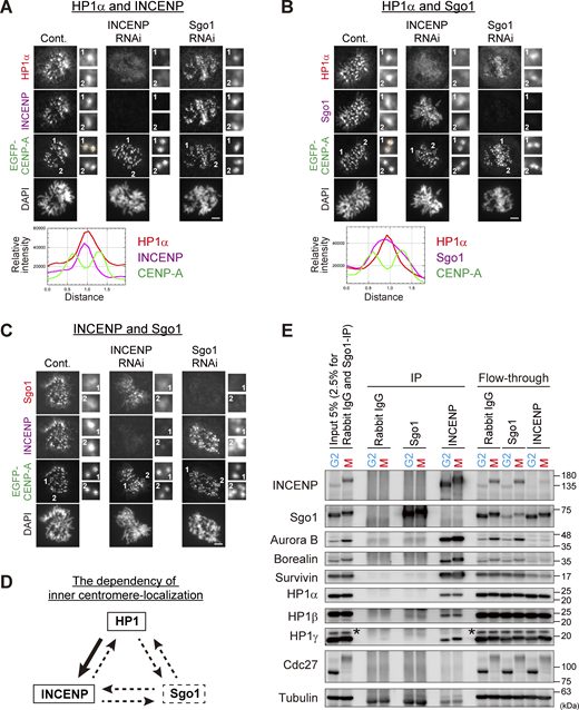 Inner centromeric localization of HP1α depends on INCENP, not on Sgo1. (A–C) Immunofluorescence microscopy of chromosome spreads from HeLa cells constitutively expressing EGFP-CENP-A. Cells transfected with siRNA to INCENP or Sgo1 during 24 h of thymidine block were fixed at 9.5 h after the release. The protein levels were verified by immunoblots as shown in Fig. S1 A. Cells were spun on glass slides (see Materials and methods for details) and the spread chromosomes were stained with antibodies to HP1α and INCENP (A), HP1α and Sgo1 (B), and Sgo1 and INCENP (C). A representative pattern of inner centromeric-localized proteins in field #1 is indicated by line scans for HP1α (red), INCENP or Sgo1 (magenta), and EGFP-CENP-A (green) (A and B). Scale bar, 5 μm. (D) Dependency of inner centromere-localization of HP1, INCENP, and Sgo1 during mitosis. The localization of HP1 depends on INCENP as indicated by the solid-line arrow. Dotted-line arrows indicate little or no dependency. (E) Predominant binding of HP1 to INCENP in G2 and M phase-enriched cell extracts. Synchronous HeLa cell populations in G2 or in M phase following double thymidine block and release were prepared by 10 μM RO3306 treatment for 9 h or 7.5 μM STLC treatment for 16 h, respectively, and cell extracts were subjected to immunoprecipitation (IP) assays. The synchronicity was verified by the electrophoresis velocity of Cdc27. Asterisks indicate non-specific proteins. In a condition where the majority of Sgo1 and INCENP in extracts were immunoprecipitated, HP1 was readily detected in INCENP immunoprecipitates but not in Sgo1, even though double the amount of Sgo1-IP samples was loaded. Source data are available for this figure: SourceData F1.